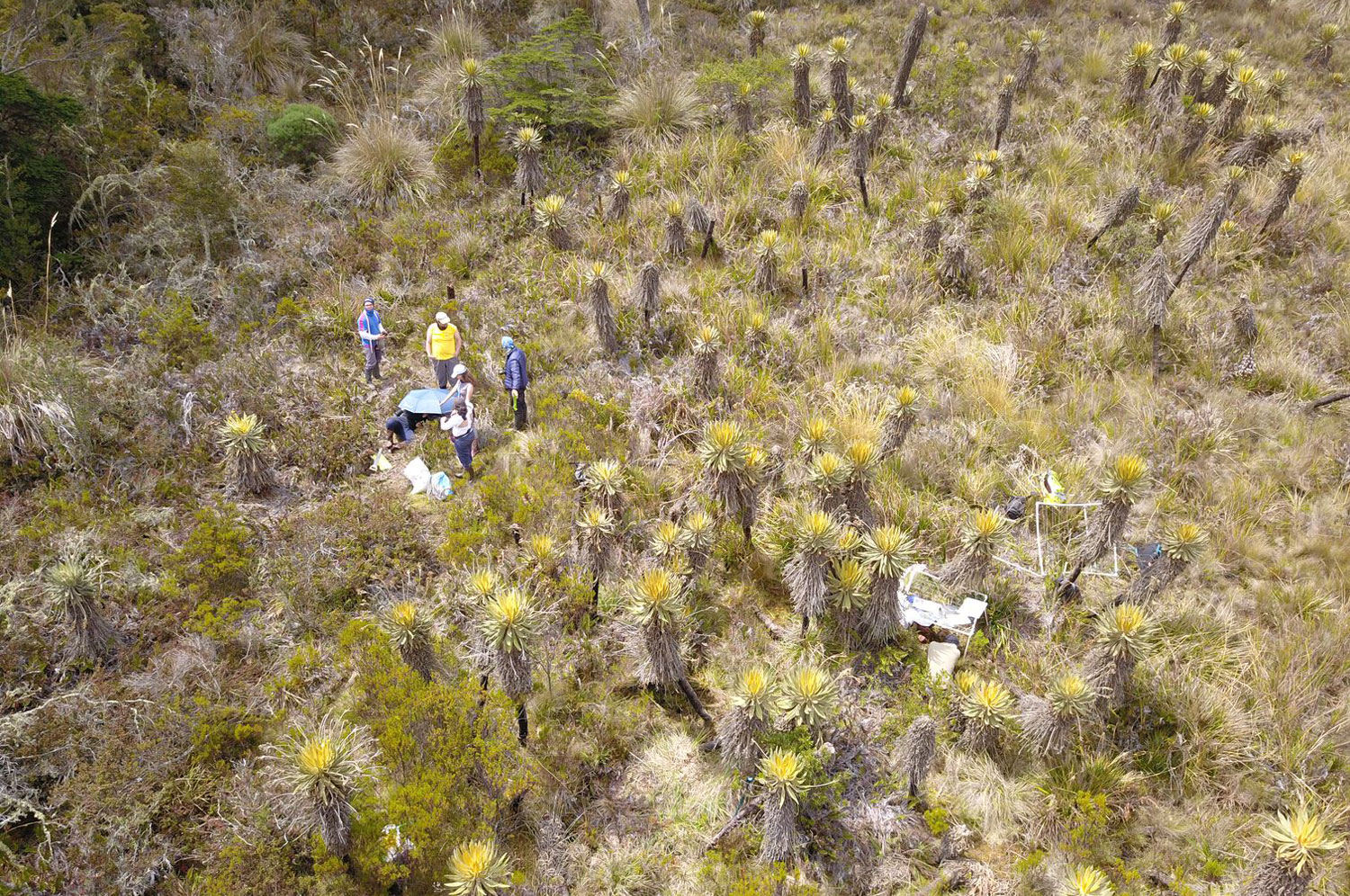 Aerial photo of researchers marking out plots