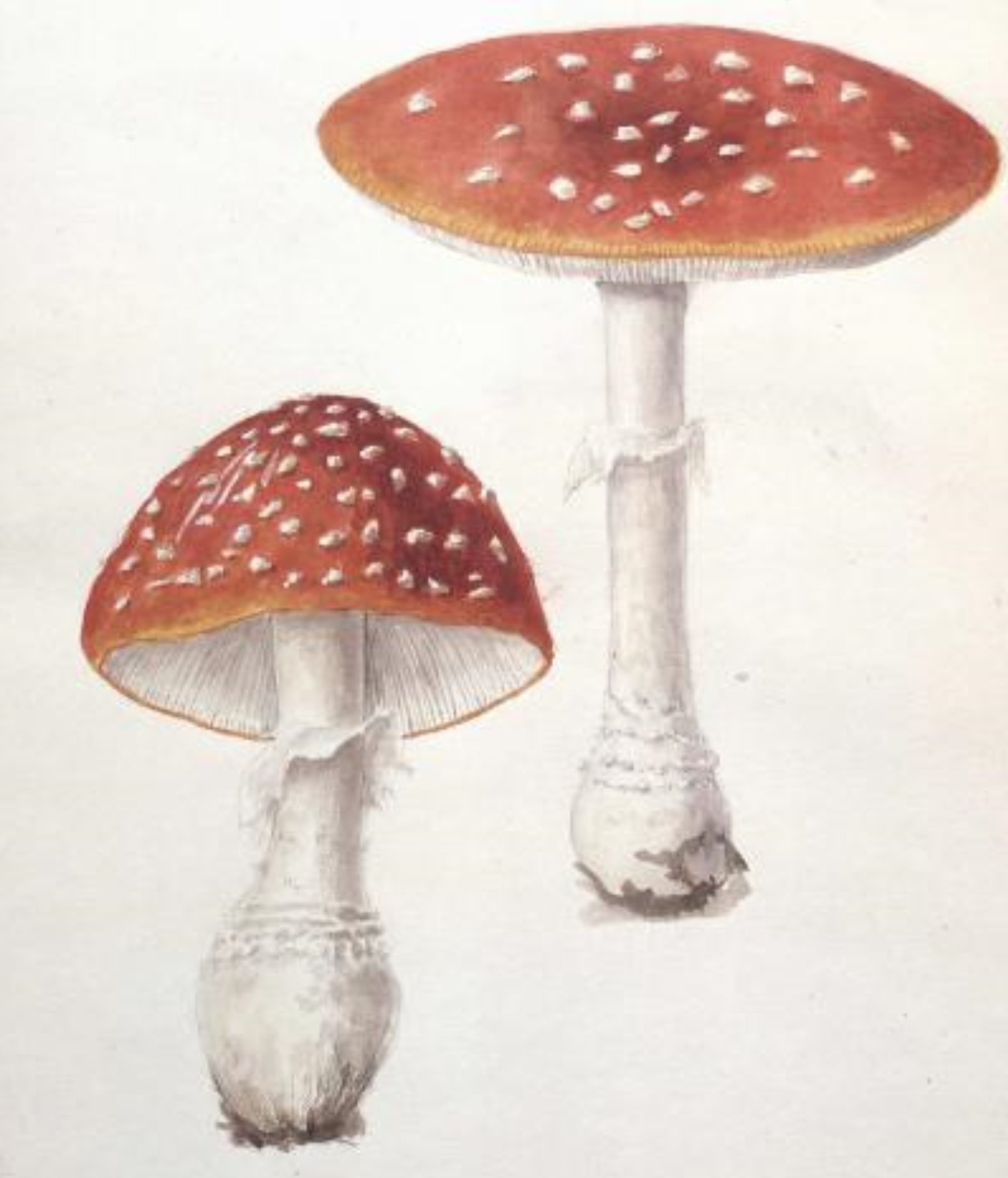 Watercolour illustrations of fly agaric (Amanita muscarias) by Elsie Wakefield. The toadstool is bright red with white spots.