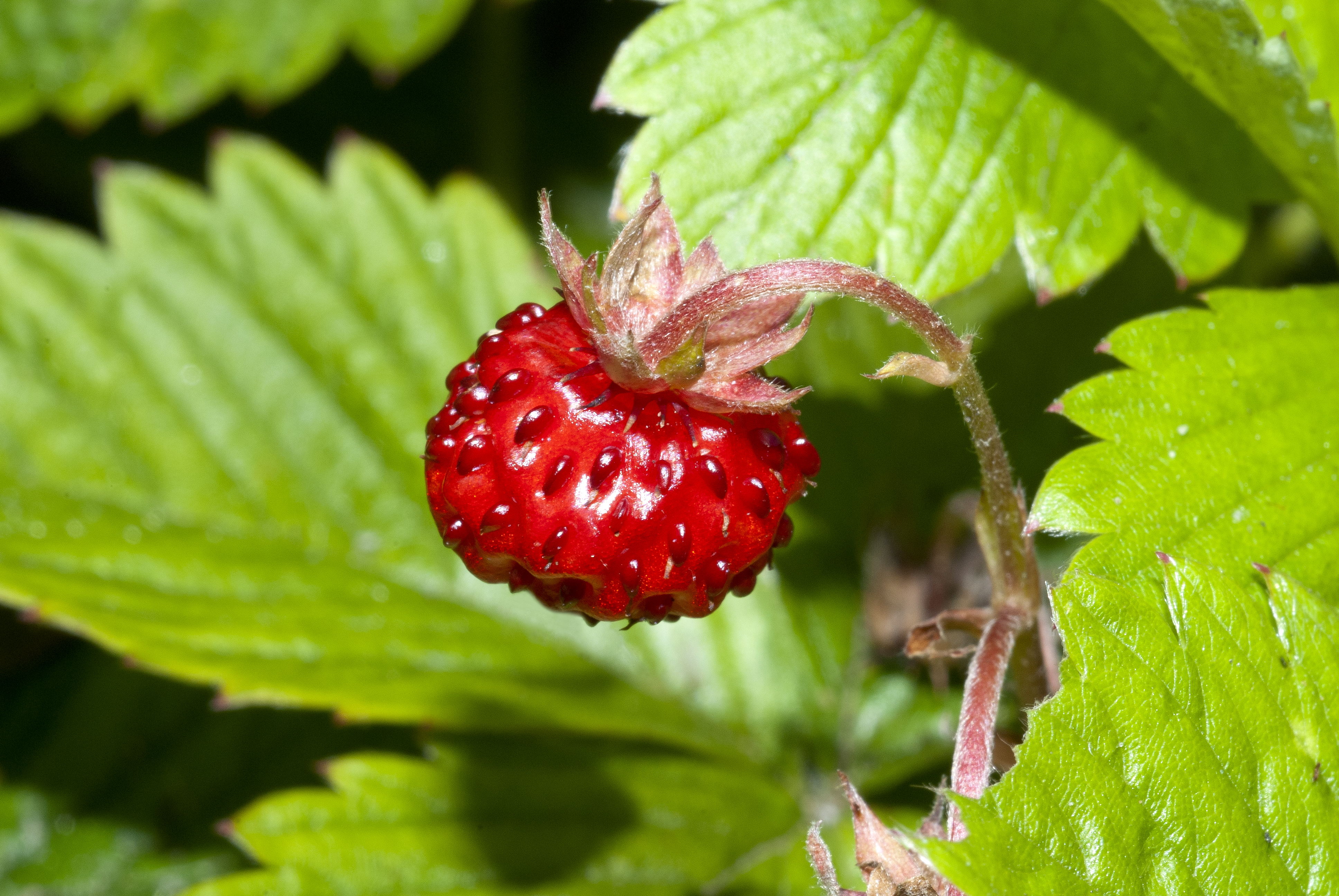Miniature, red, fleshy 'fruit' of the wild strawberry