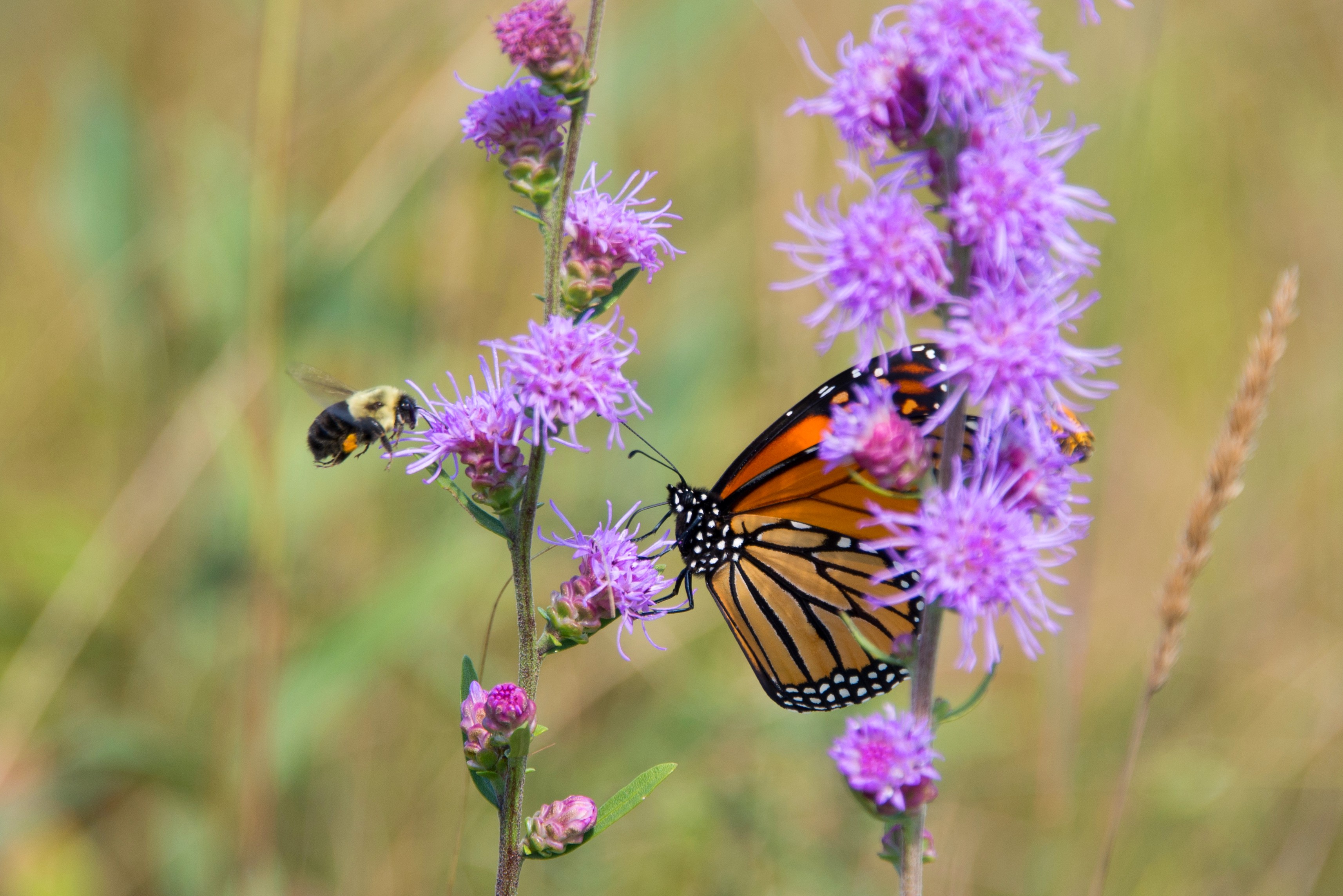 Butterfly and bee on rough blazing star (Liatris aspera) in prairie