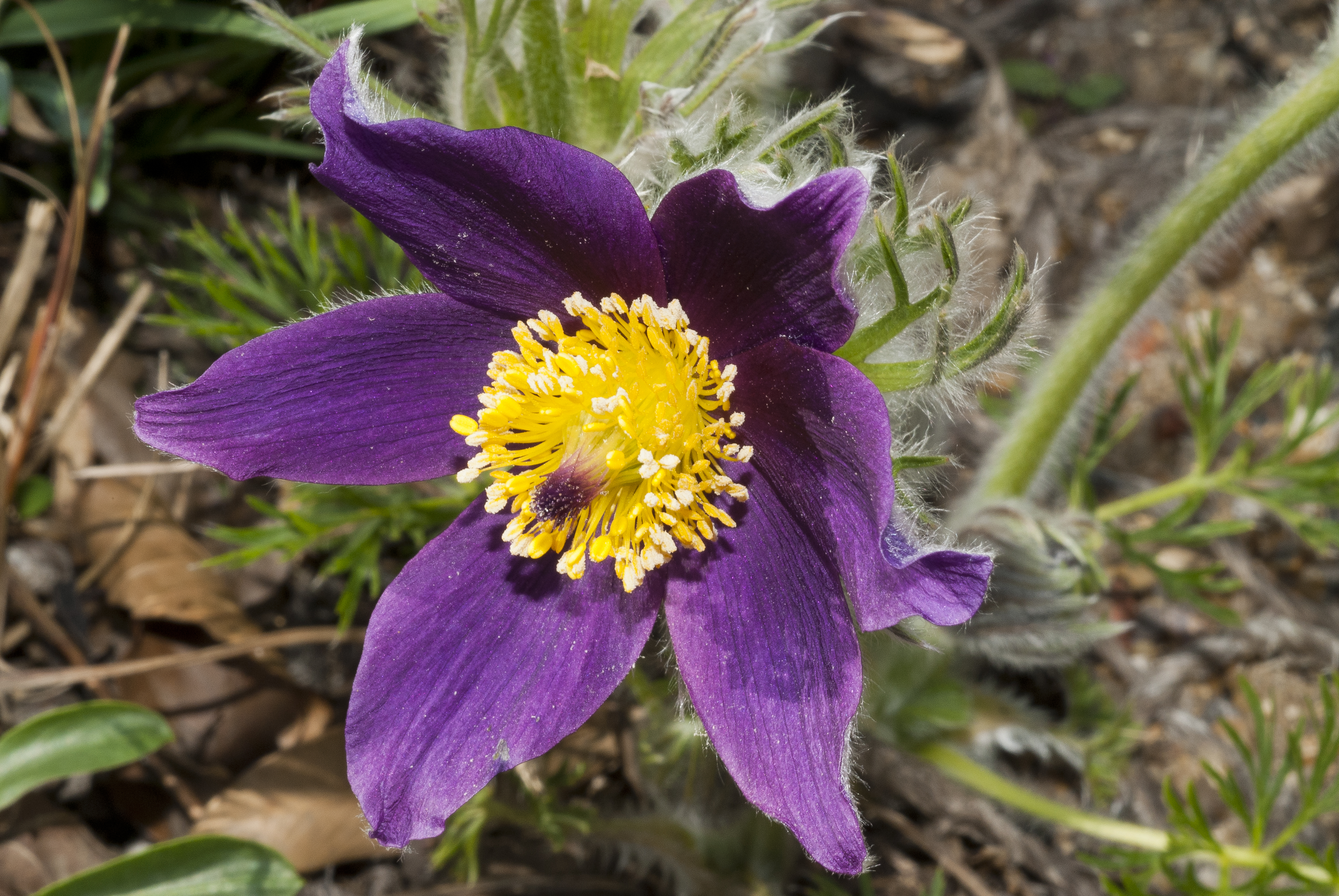 Purple pasqueflower with bright yellow centre