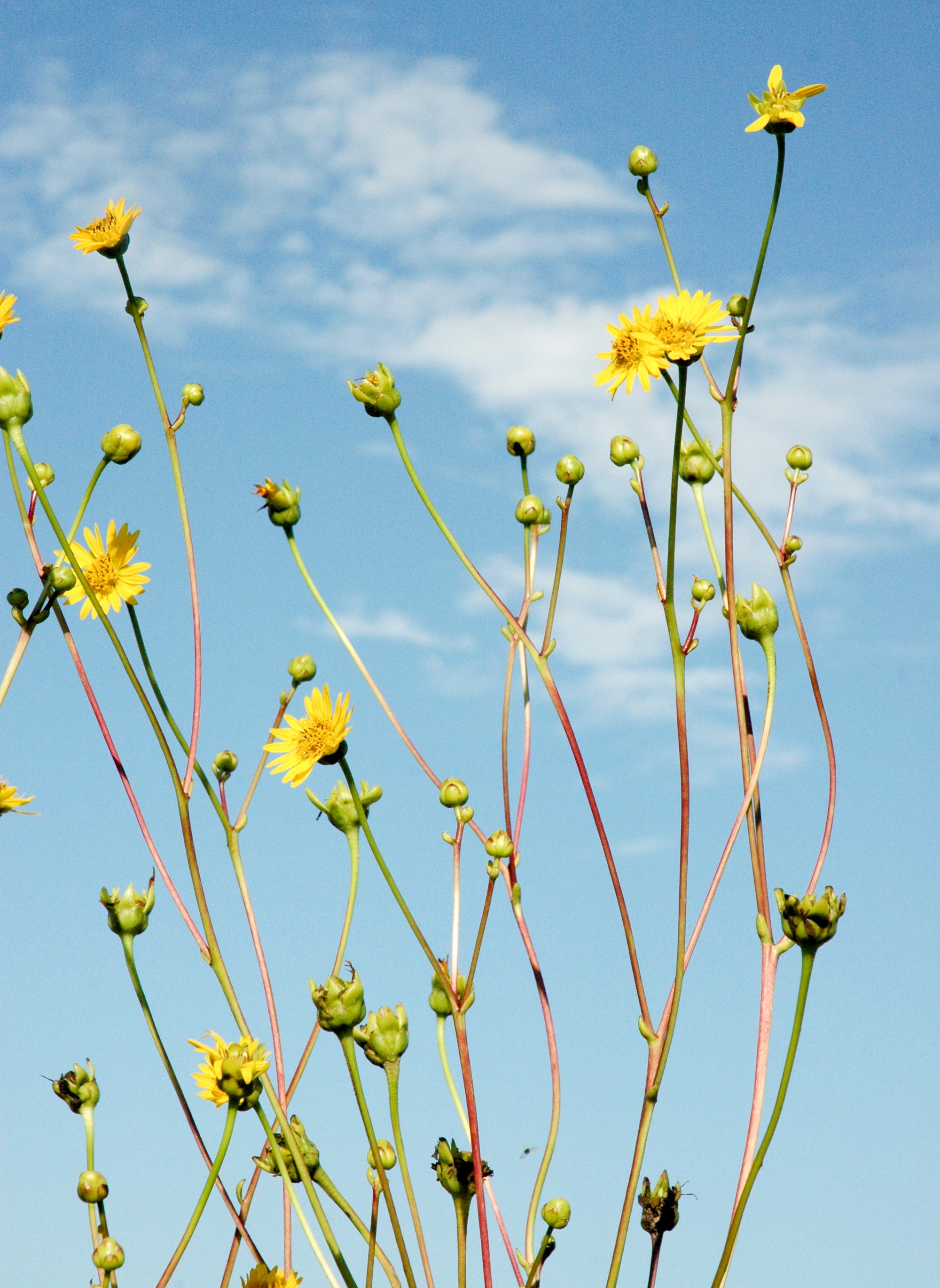 Yellow flowers of prairie dock (Silphium terebinthinaceum)