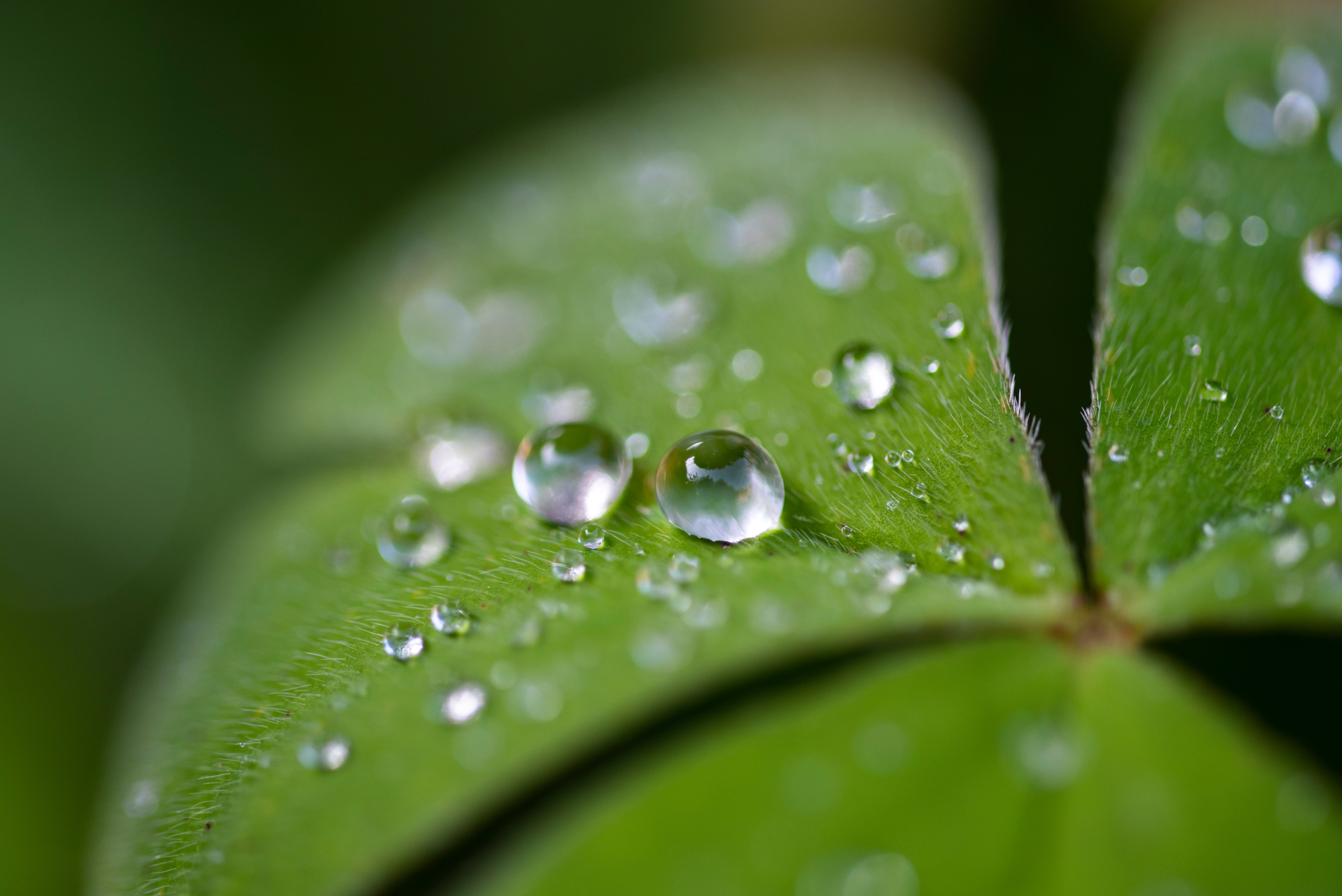 Close-up photography of water droplets on leaf
