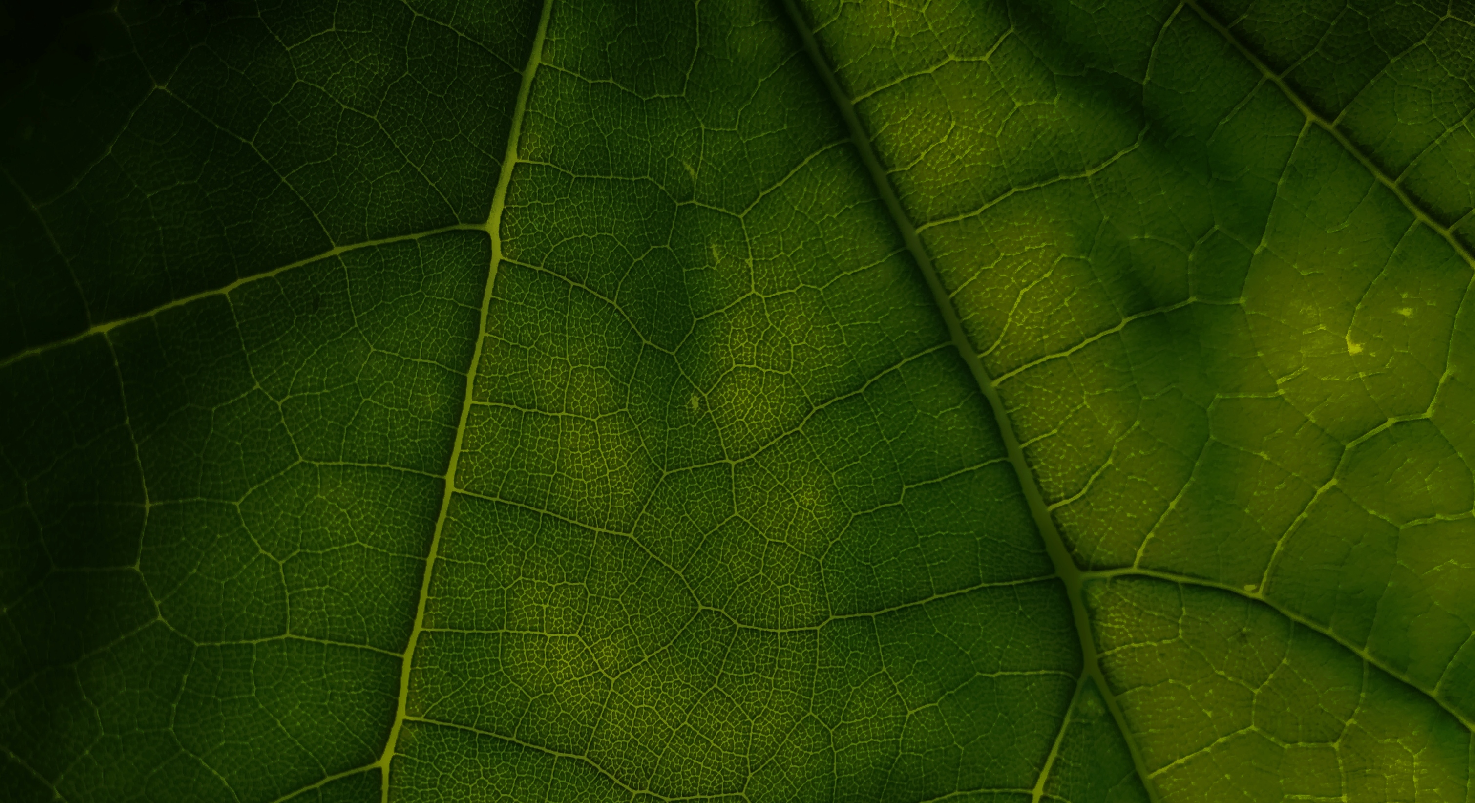 Close up of a leaf