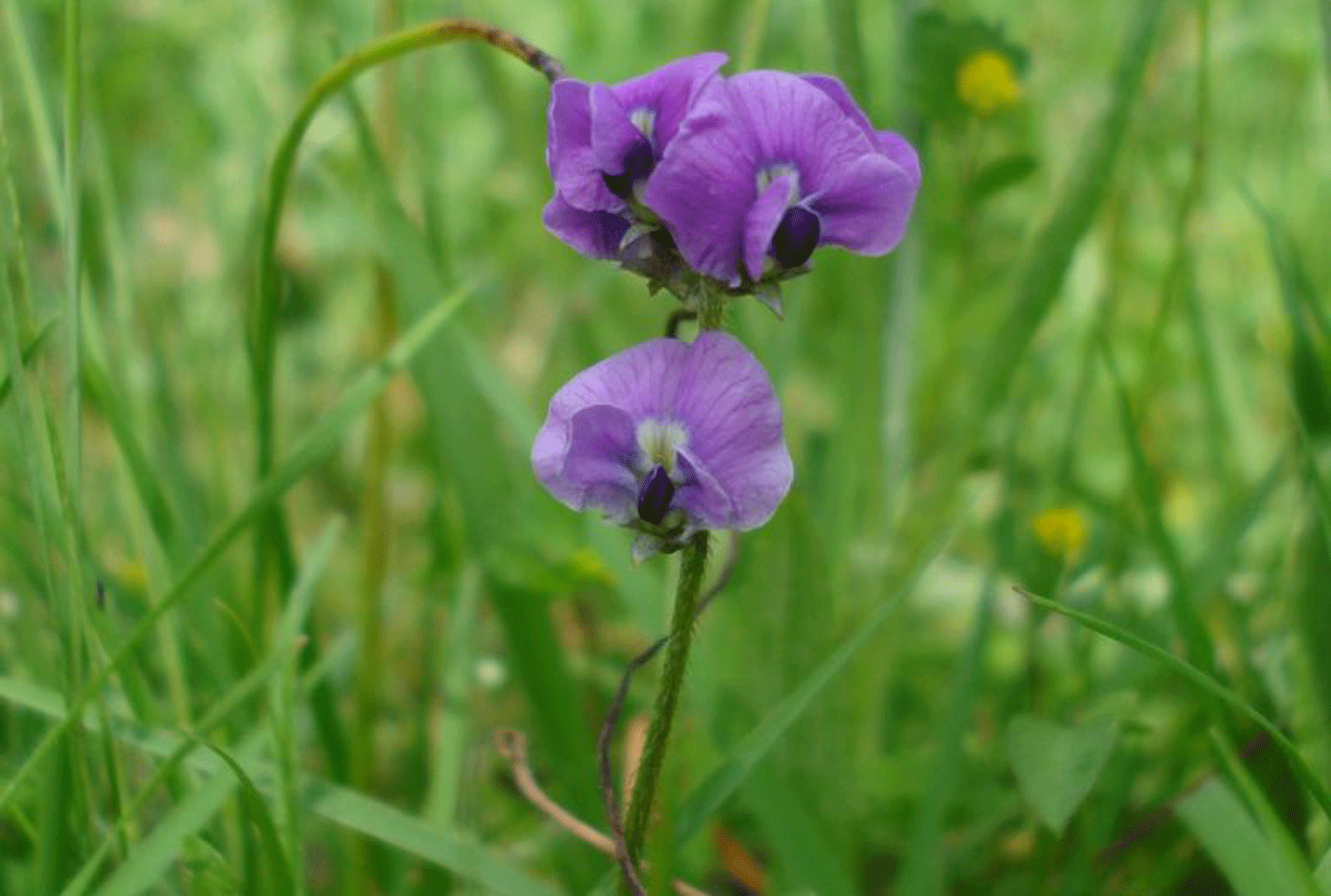 Delicate purple flower amidst grass