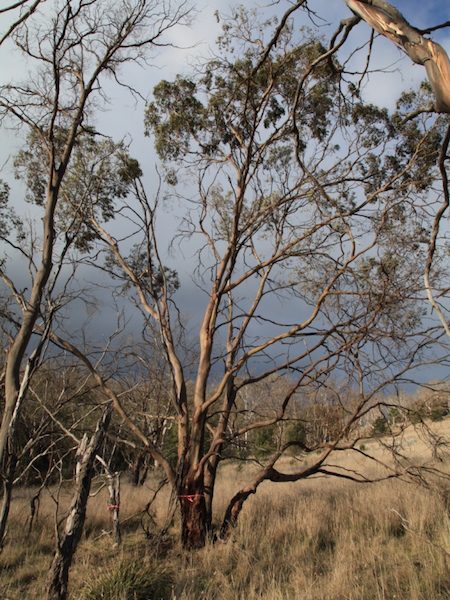 Eucalyptus morrisbyi at Calverts Hill Nature Reserve, Tasmania