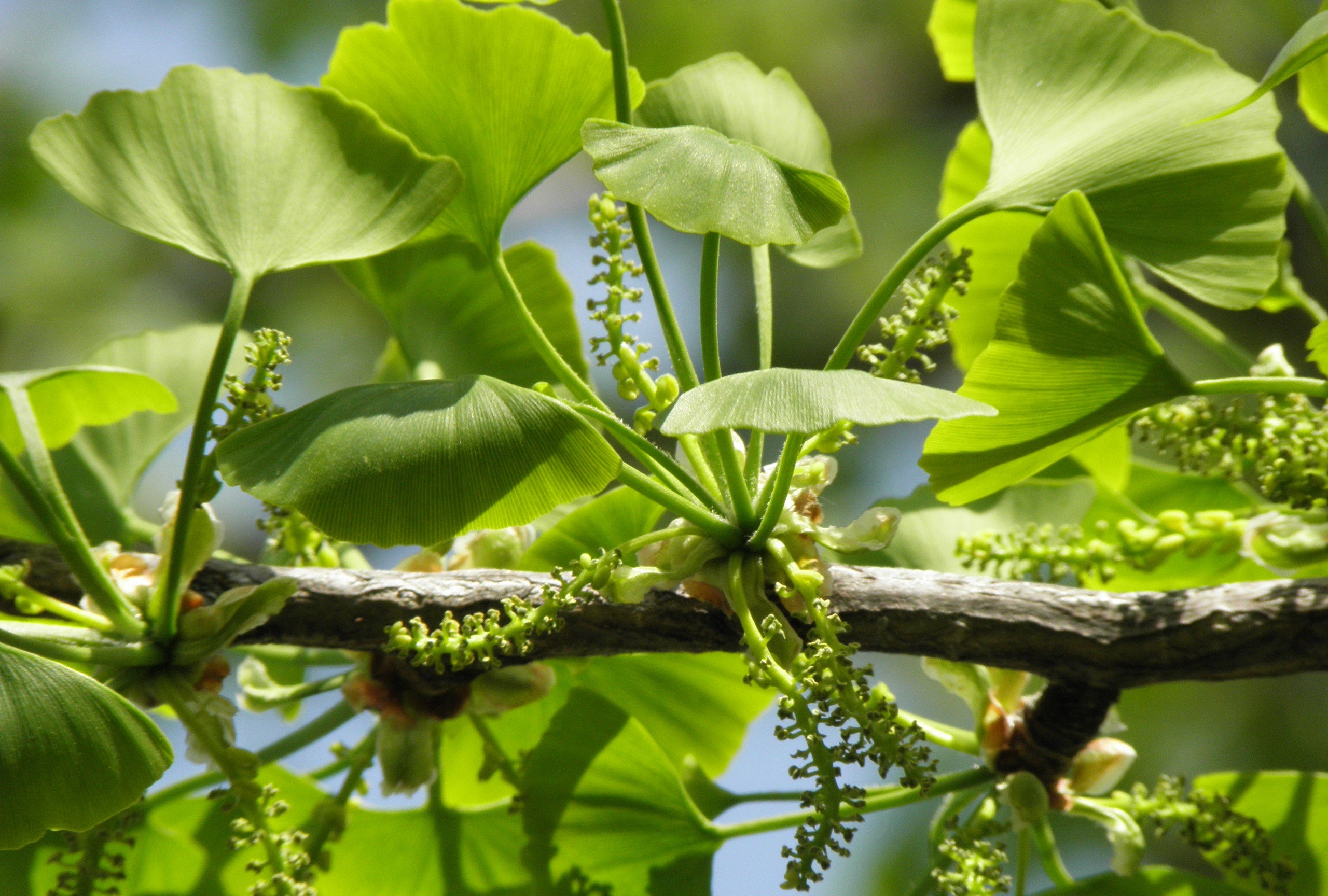 Ginkgo biloba leaves in summer