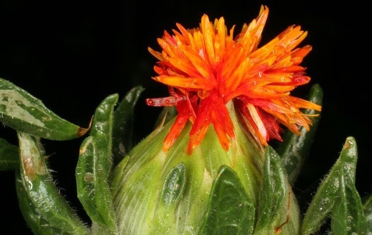 Toothed leaves and thistle-like orange flowers of safflower