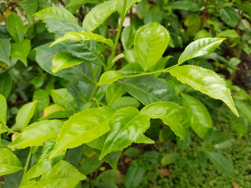 Tea plant green leaves