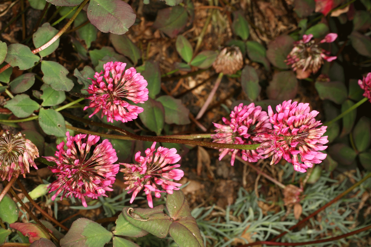 Delicate pink clover flowers