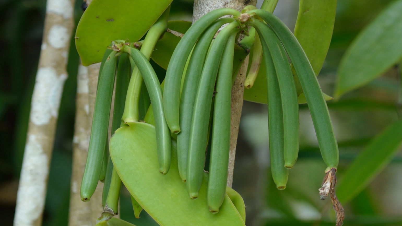Long and green fruits of vanilla plant