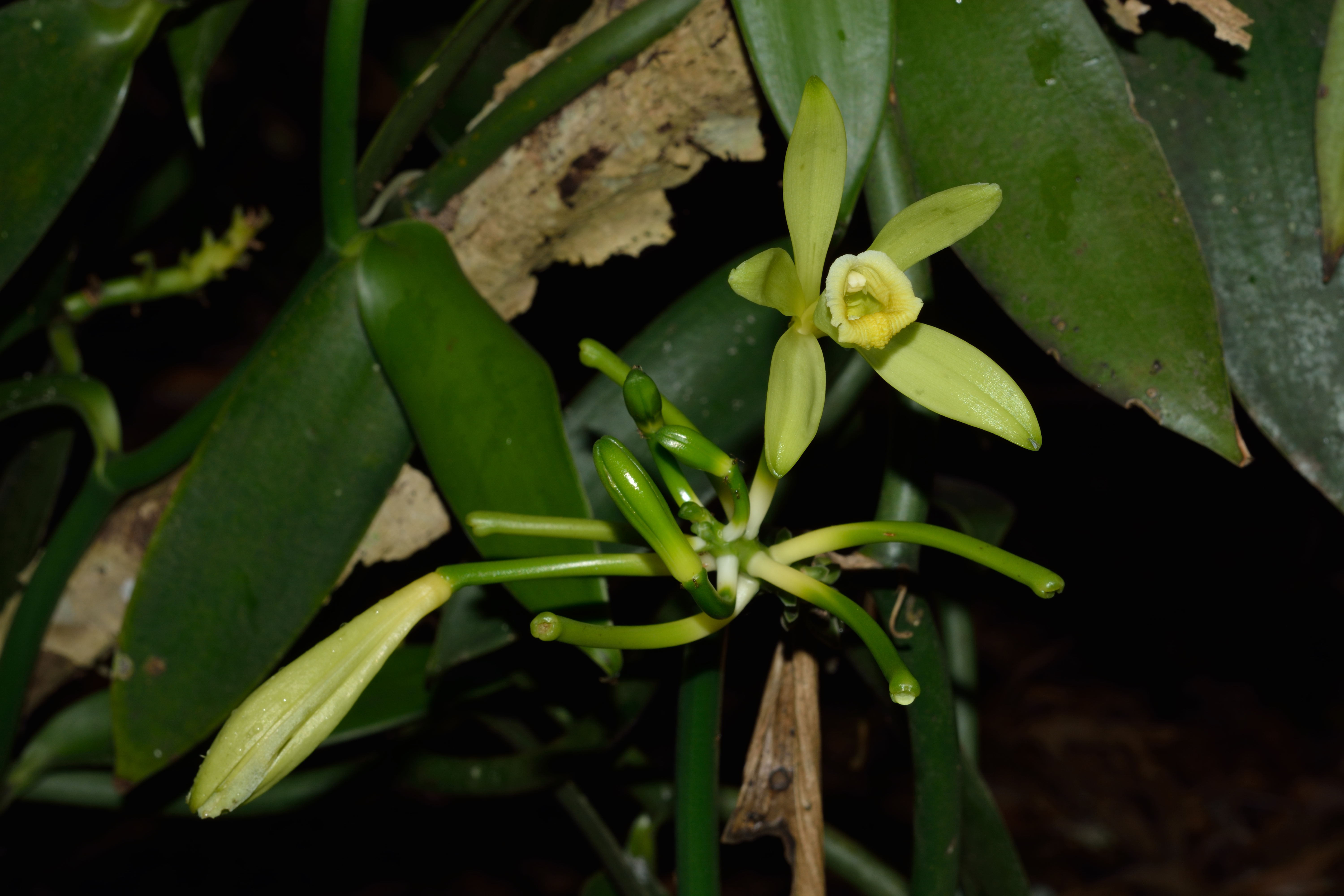 Greenish to yellow flower of vanilla