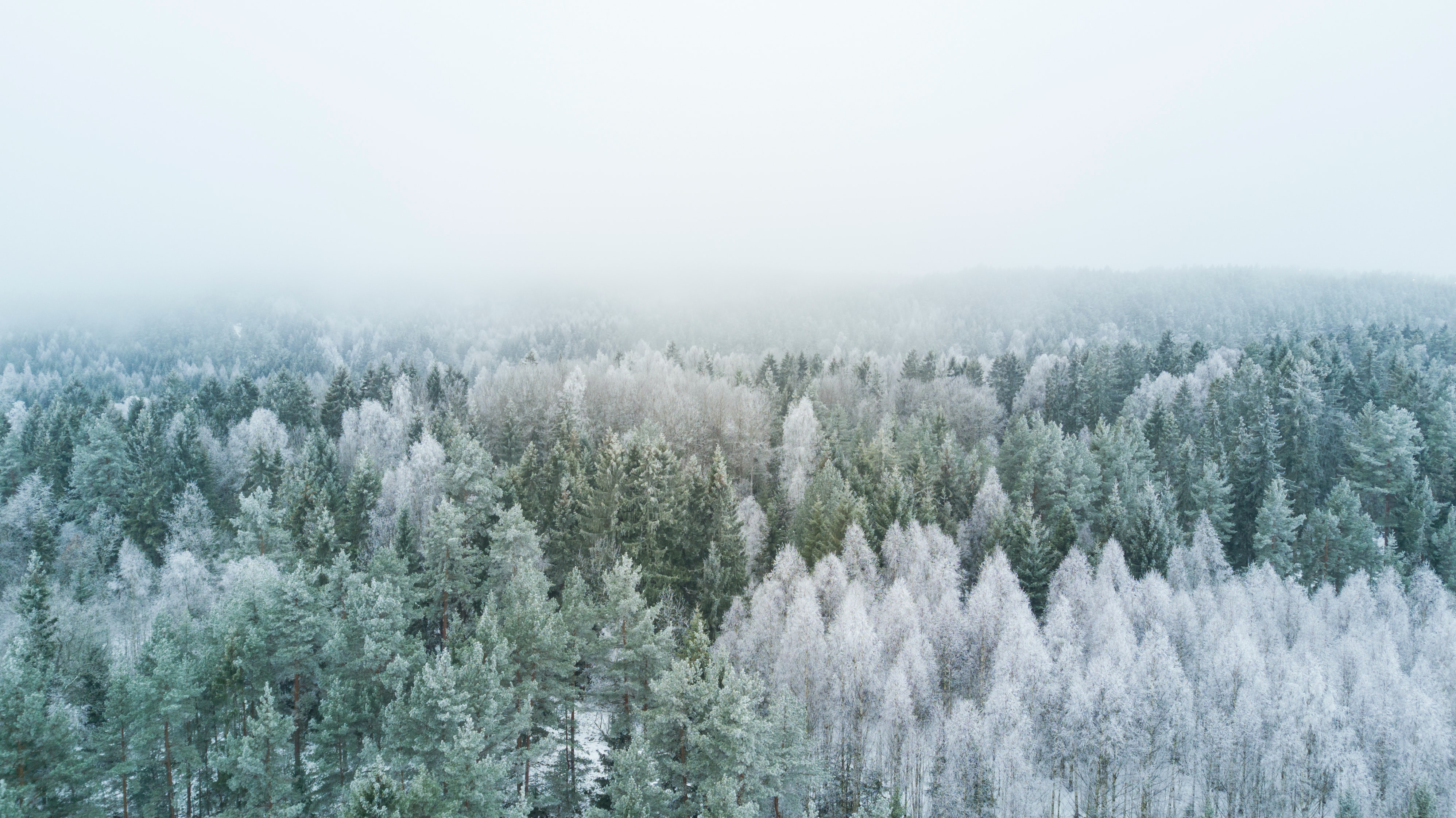 Spruce trees growing in Norway