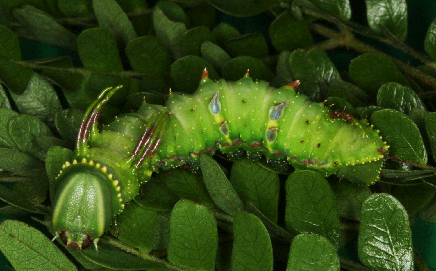 Large green caterpillar on leaves