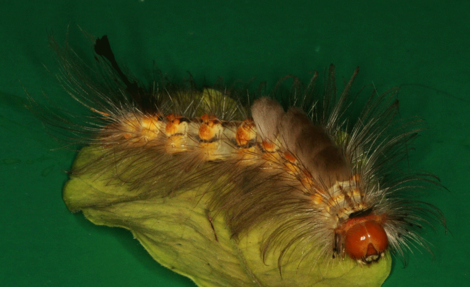 Really hairy caterpillar