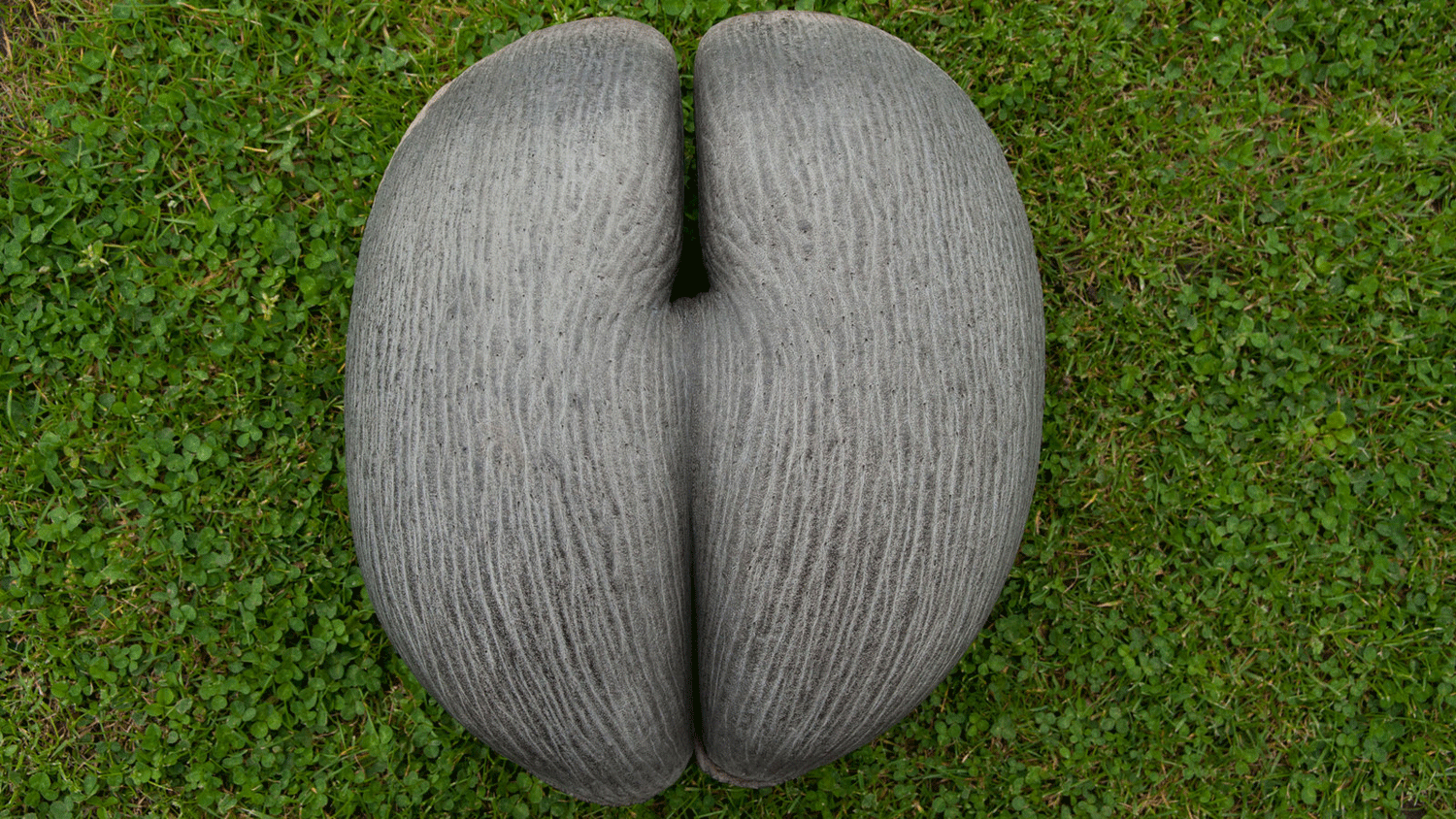 Large seed of the double coconut 