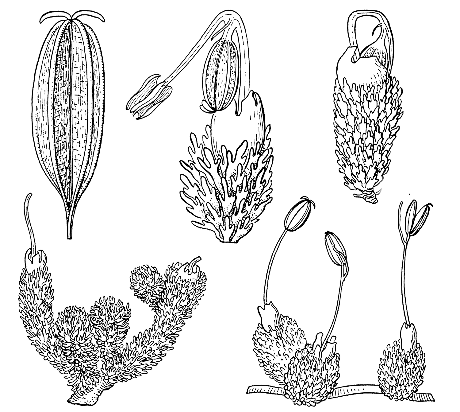 Drawing showing five different parts of the plant