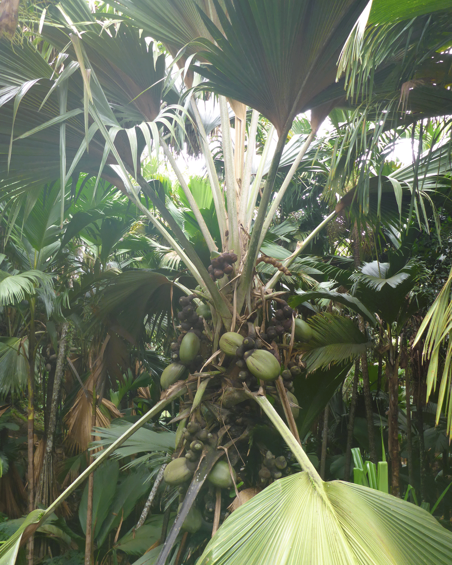 Palm with a cluster of fruits