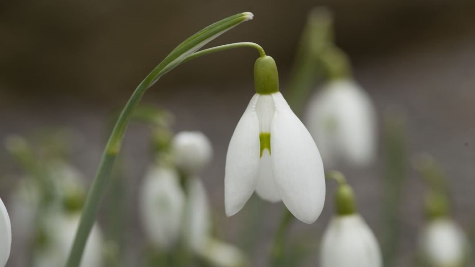 Nodding, white flowers of the common snowdrop
