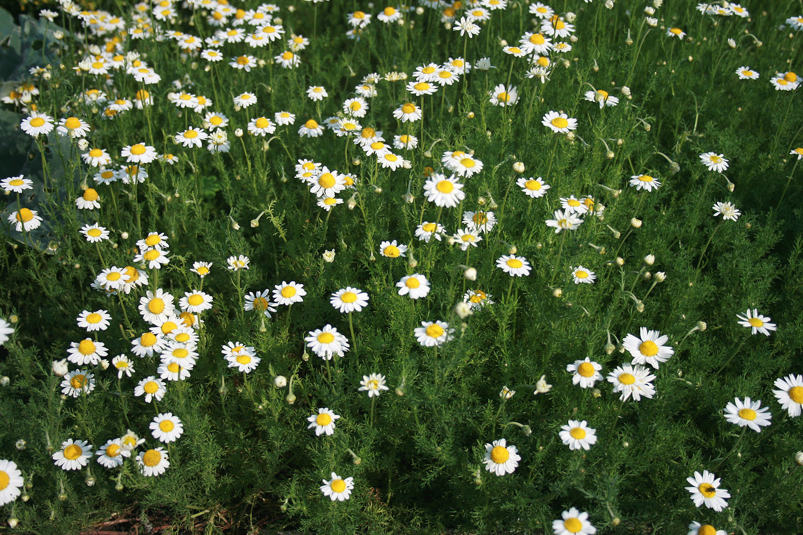 Finely divided, green leaves and white, daisy-like flowers with a yellow centre of chamomile plants.