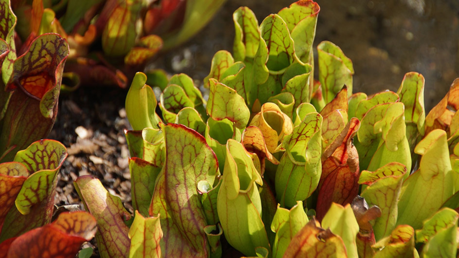 Modified, tubular leaves with hooded open lids of the purple pitcher plant