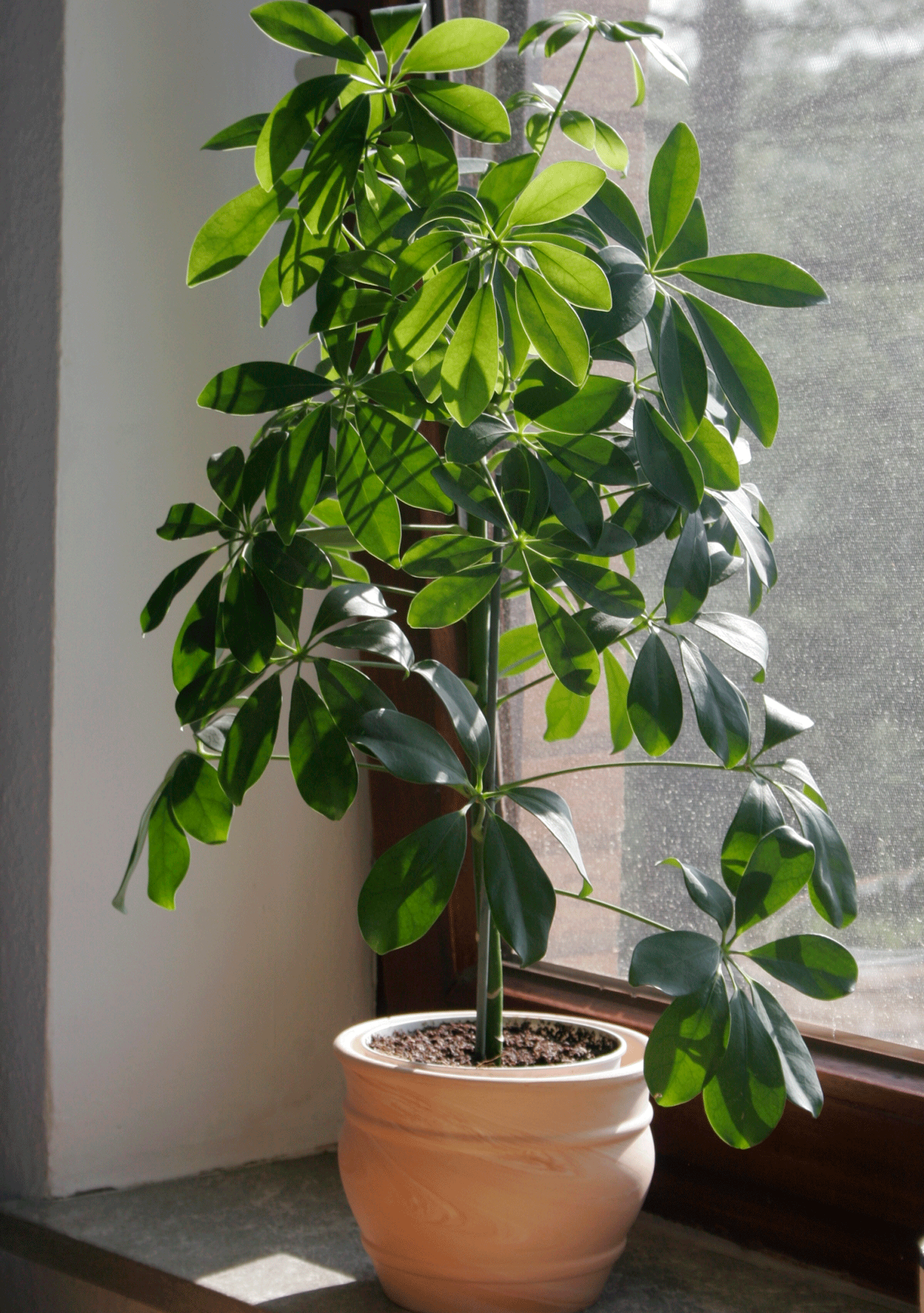 Pot plant on a sunny windowsill