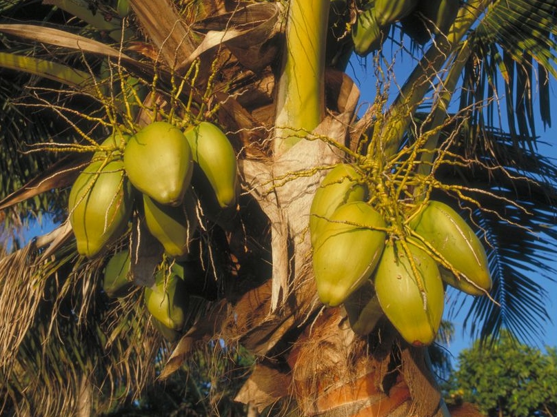 Rounded, green coconut palm fruit