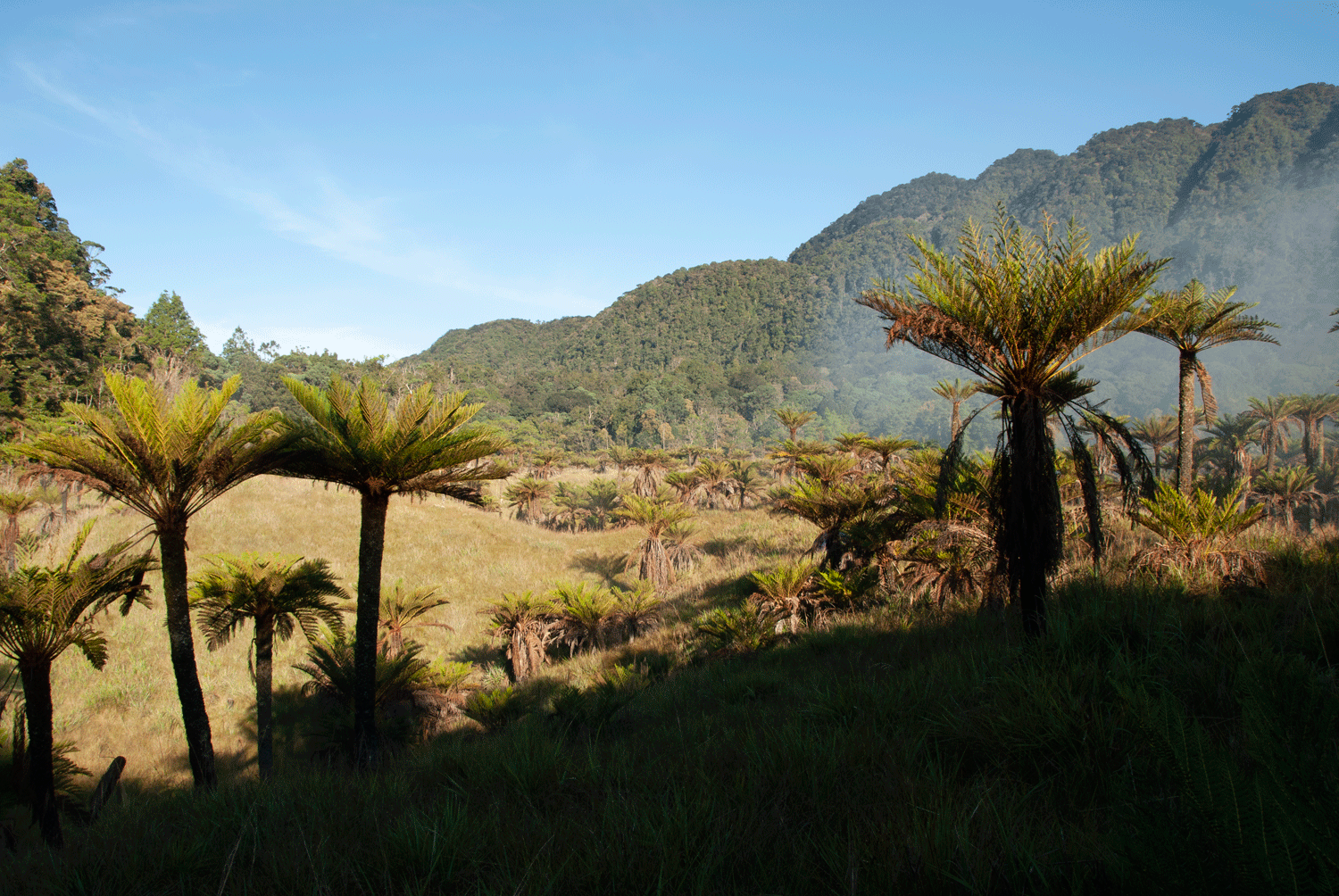 Landscape of New Guinea with Cyathea tree ferns in the foreground