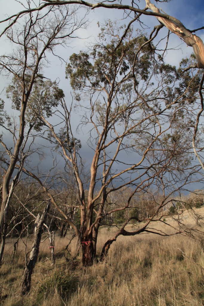 Morrisby’s gum (Eucalyptus morrisbyi) at Calverts Hill Nature Reserve, Tasmania 