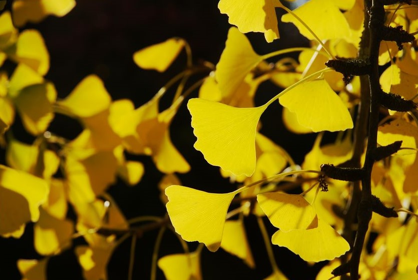 Fan-shaped, yellow leaves of maidenhair tree