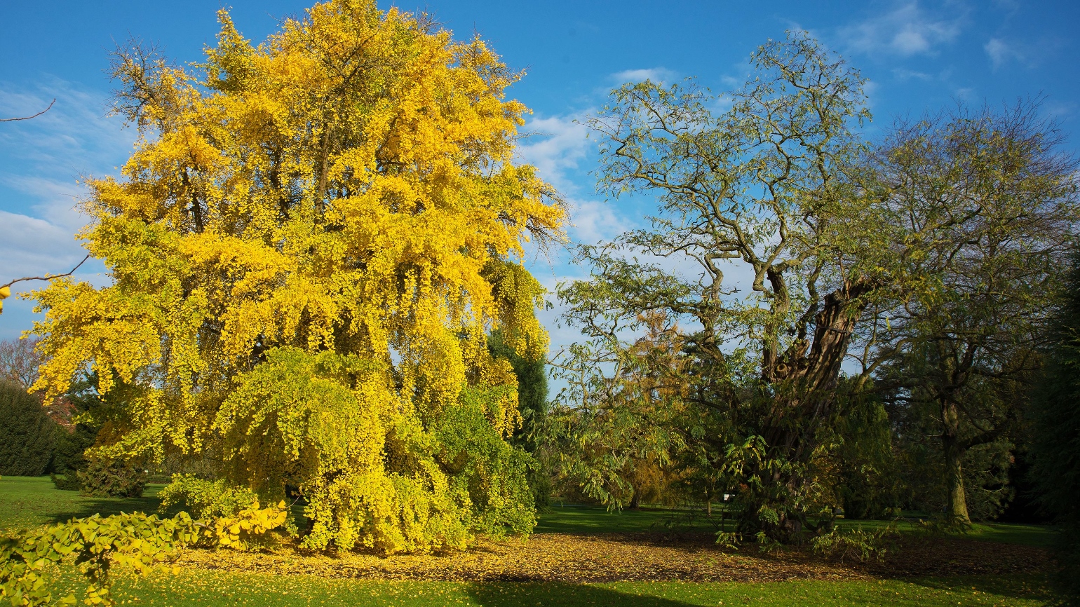 Full maidenhair tree with yellow leaves in autumn