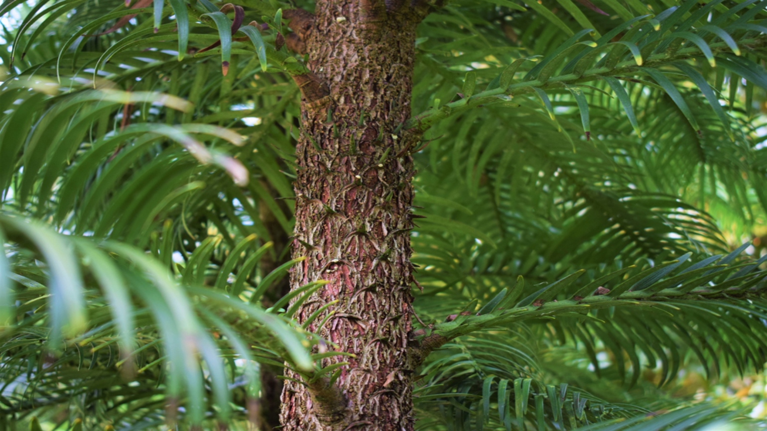 Rough trunk of wollemi pine at Wakehurst