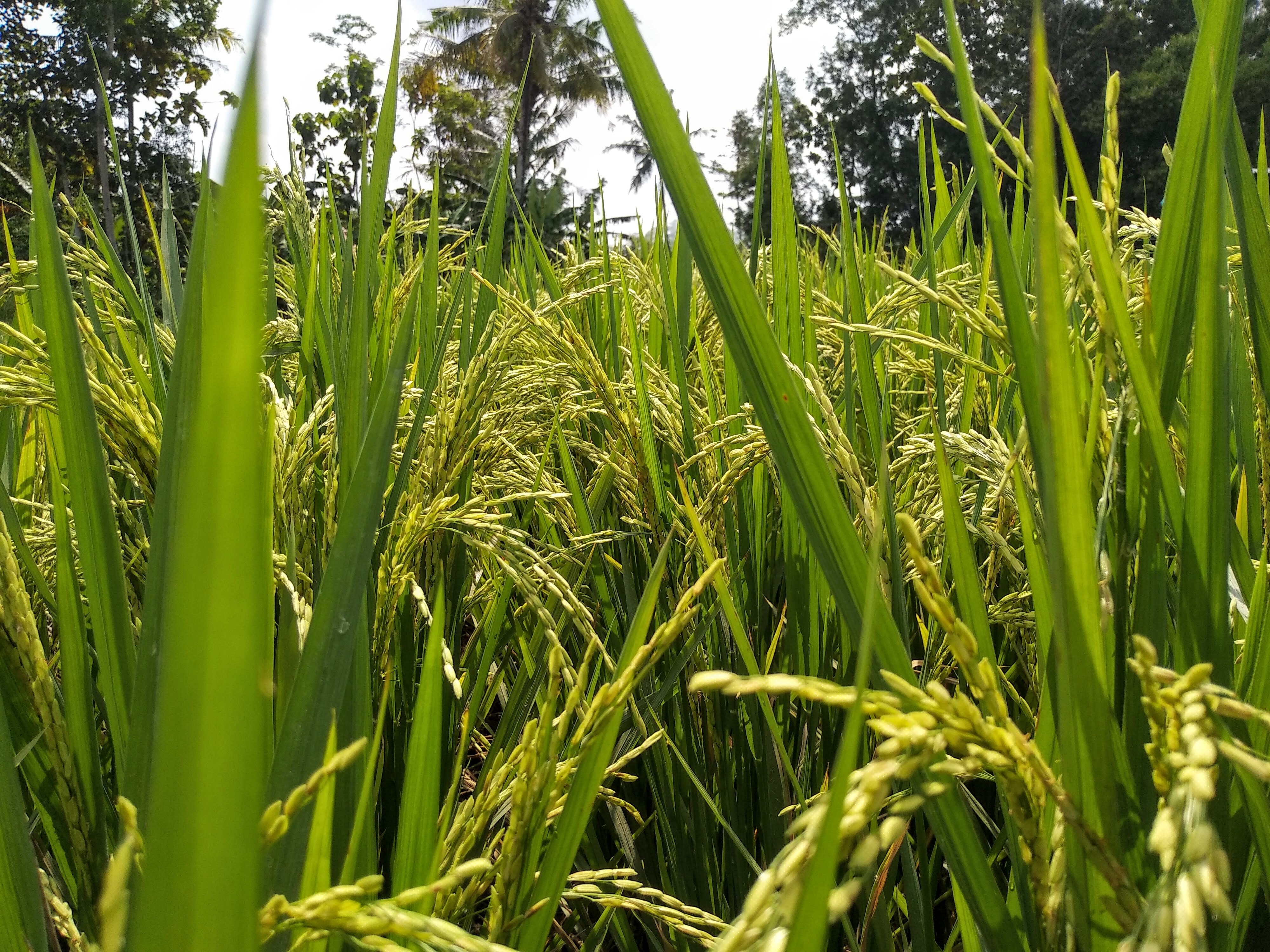Rice paddy close up