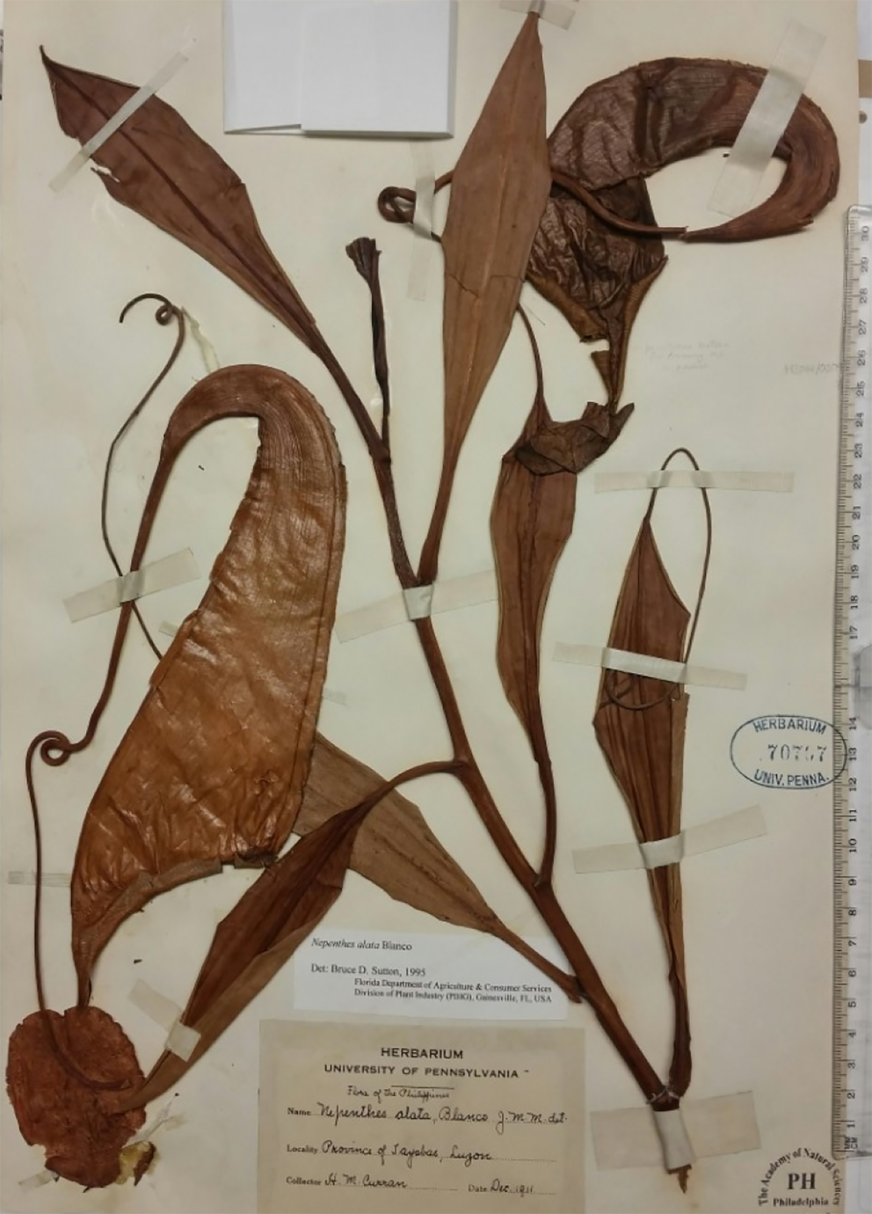 Nepenthes maximoides herbarium specimen