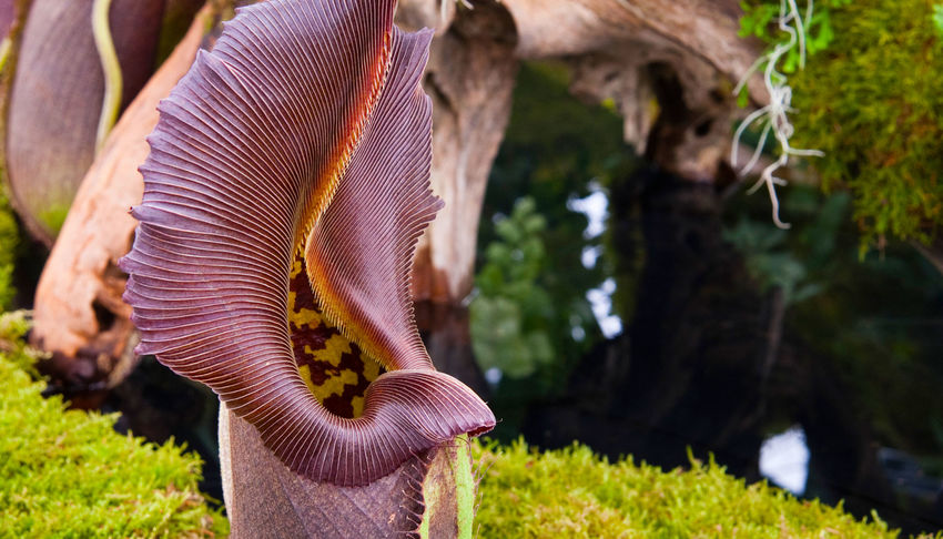 Purple Nepenthes robcantleyi at Kew