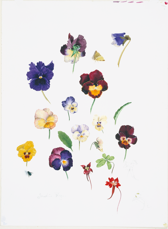 Josephine Hague (1928- ) 006 Pansies & Tropaeolum speciosum King Protea, Brigid Edwards © Shirley Sherwood Collection 