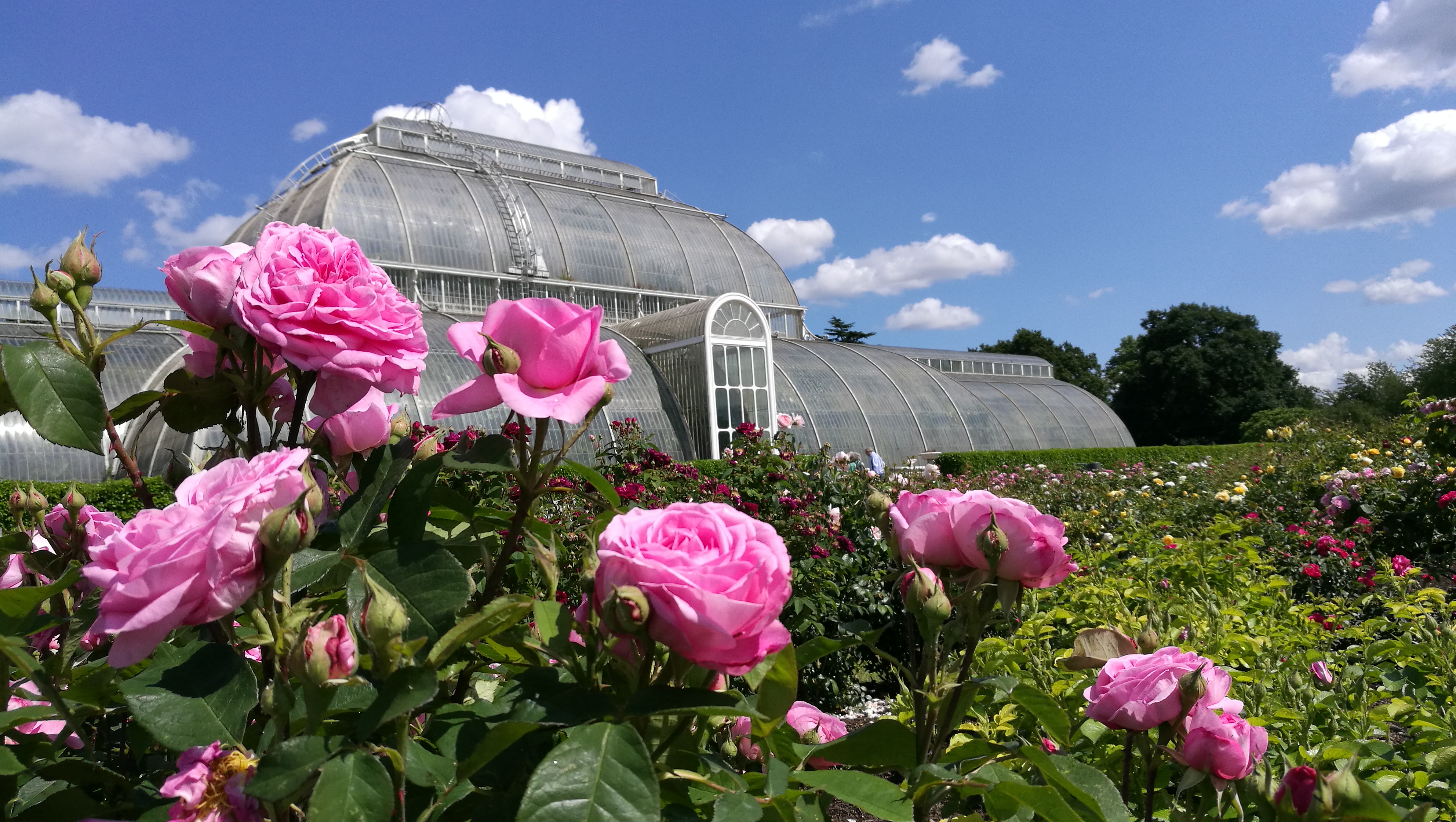 Kew's Rose Garden with Palm House in the background