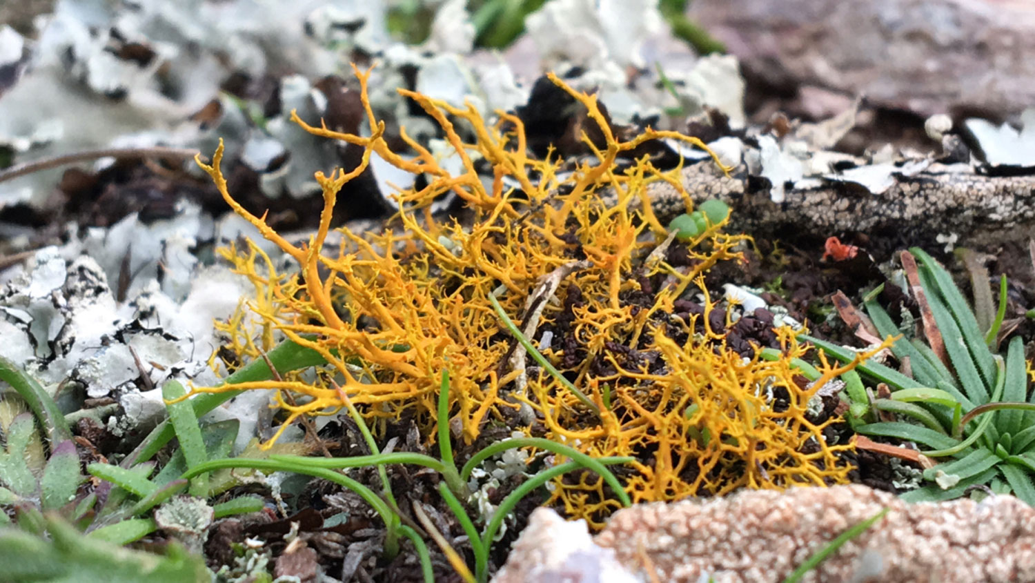 Yellow lichen growing