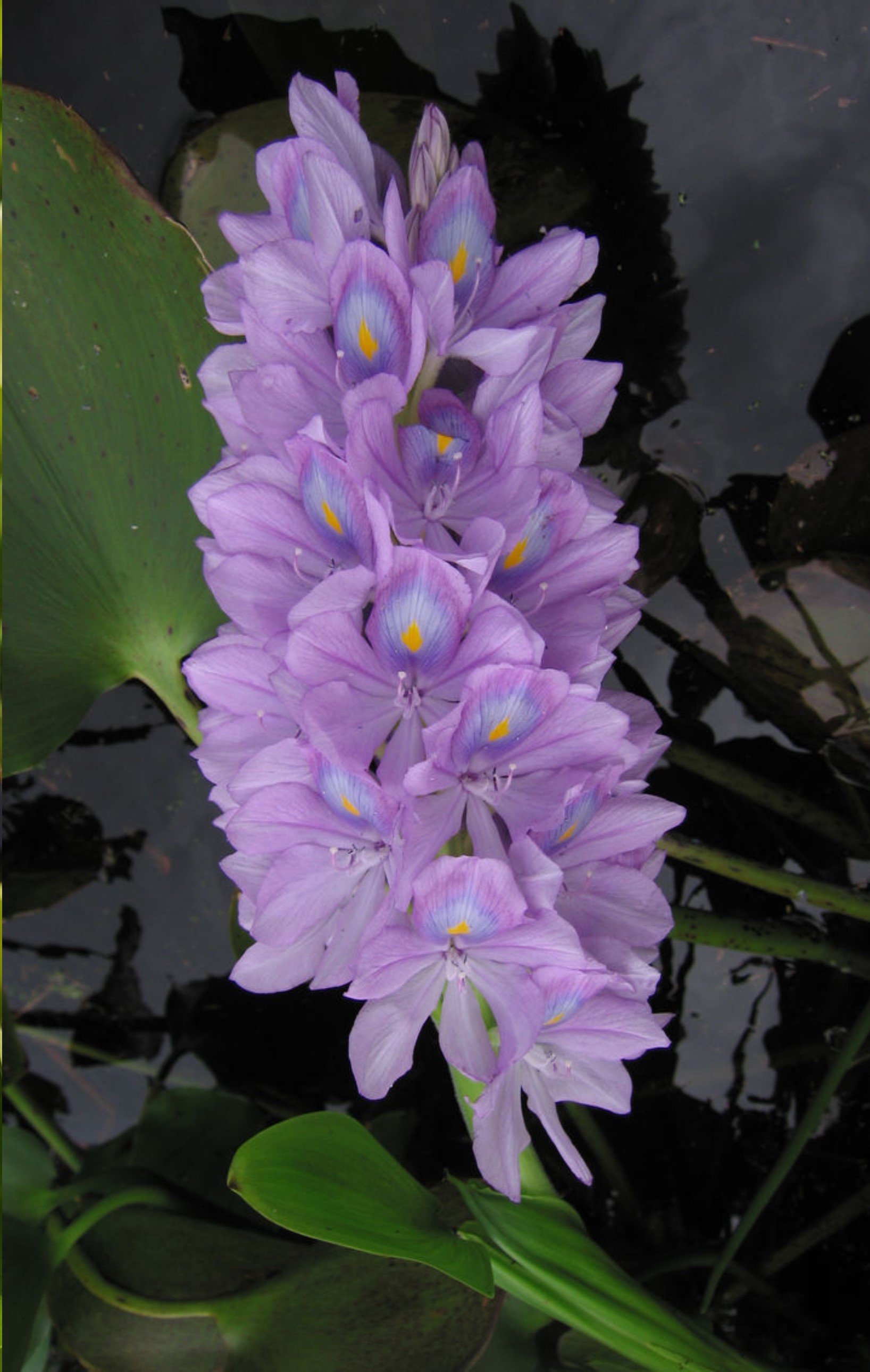 Lilac flowers of water hyacinth
