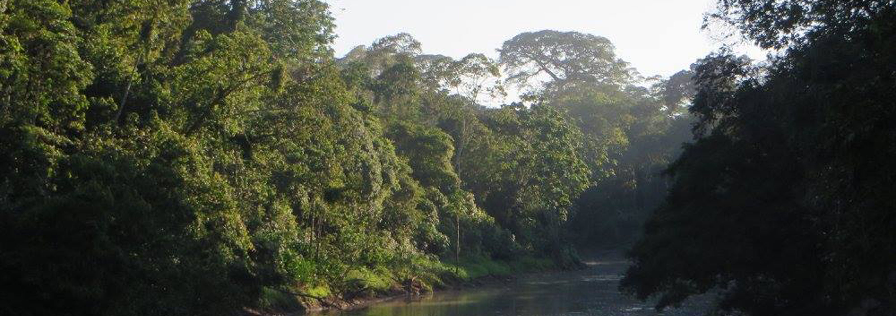 Amazon rainforest with river 