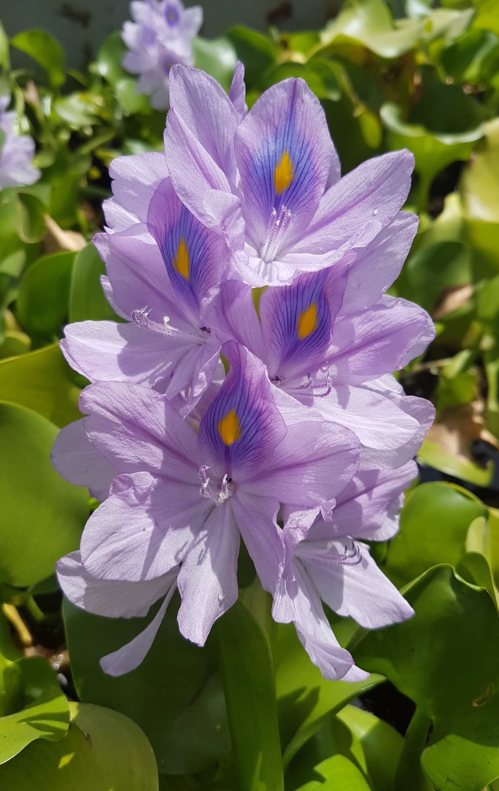 Lilac flowers of water hyacinth