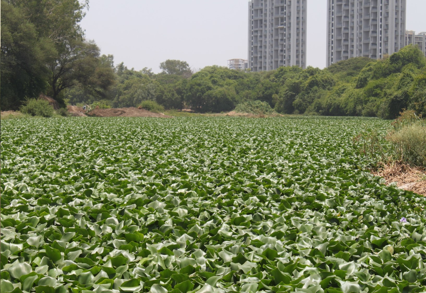Water hyacinth coating Mutha River, India