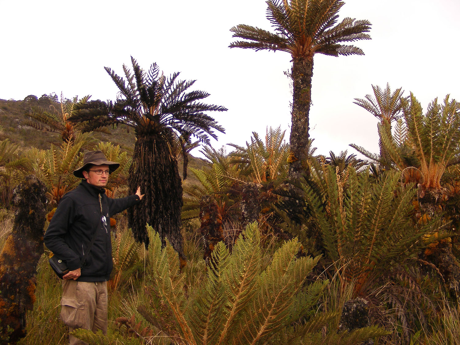 Researcher stood next to tree fern in New Guinea