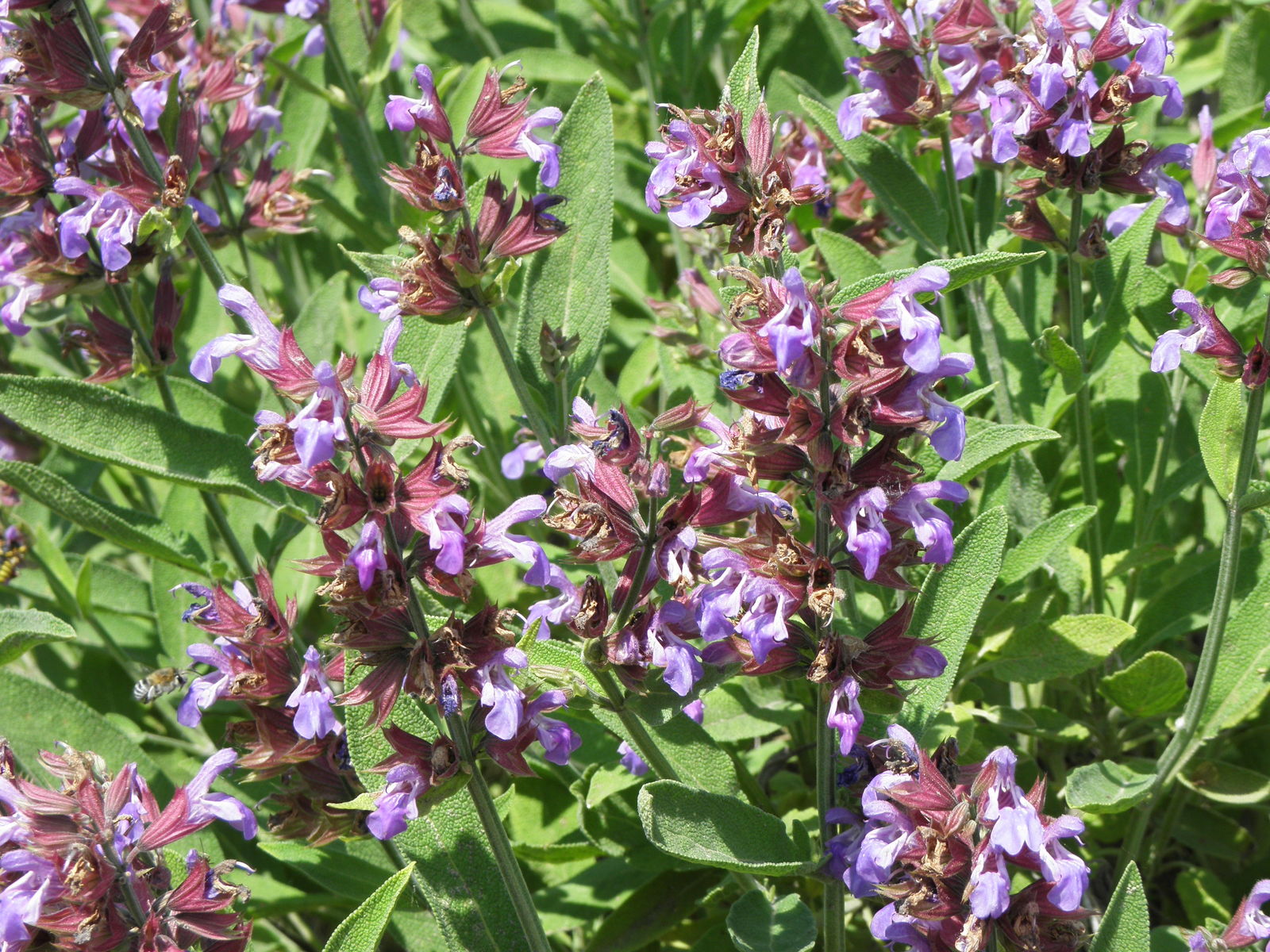 Purplish-blue flowers and oblong, green leaves of garden sage