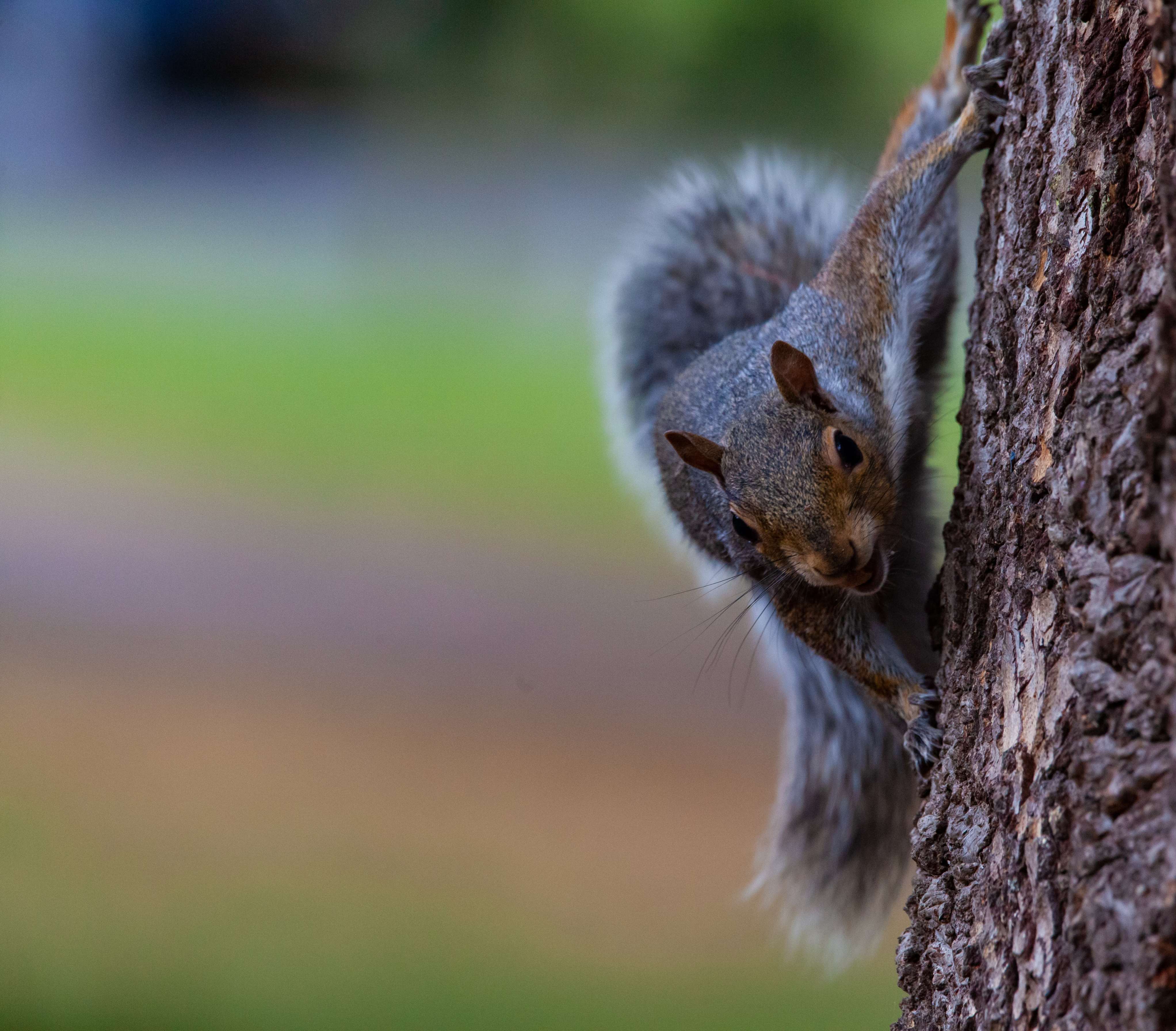 Grey squirrel (Sciurus carolinensis) on tree trunk