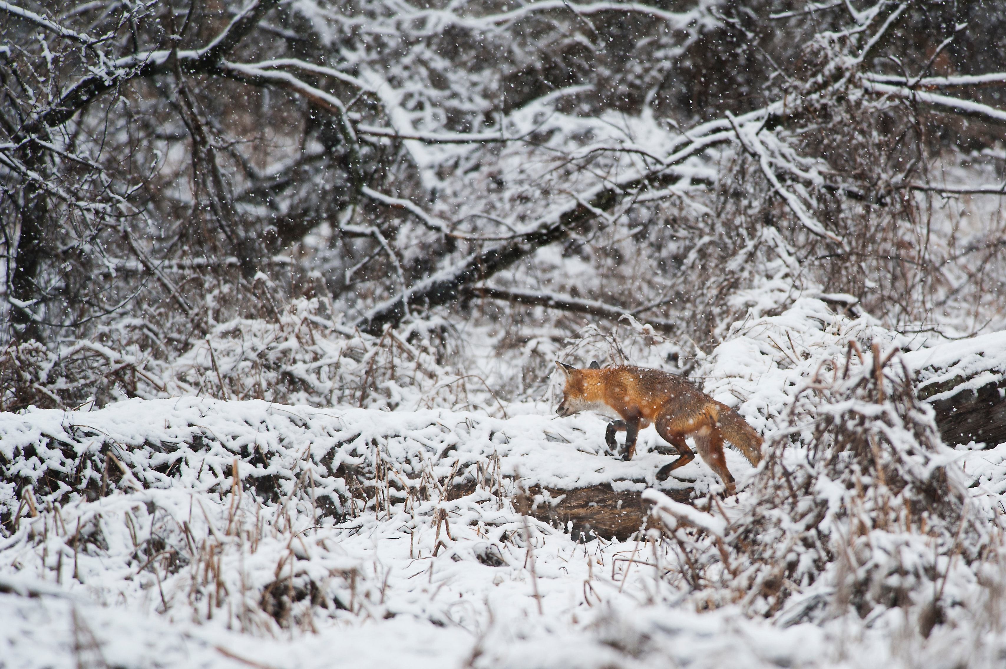 Red fox (Vulpes vulpes) in snow