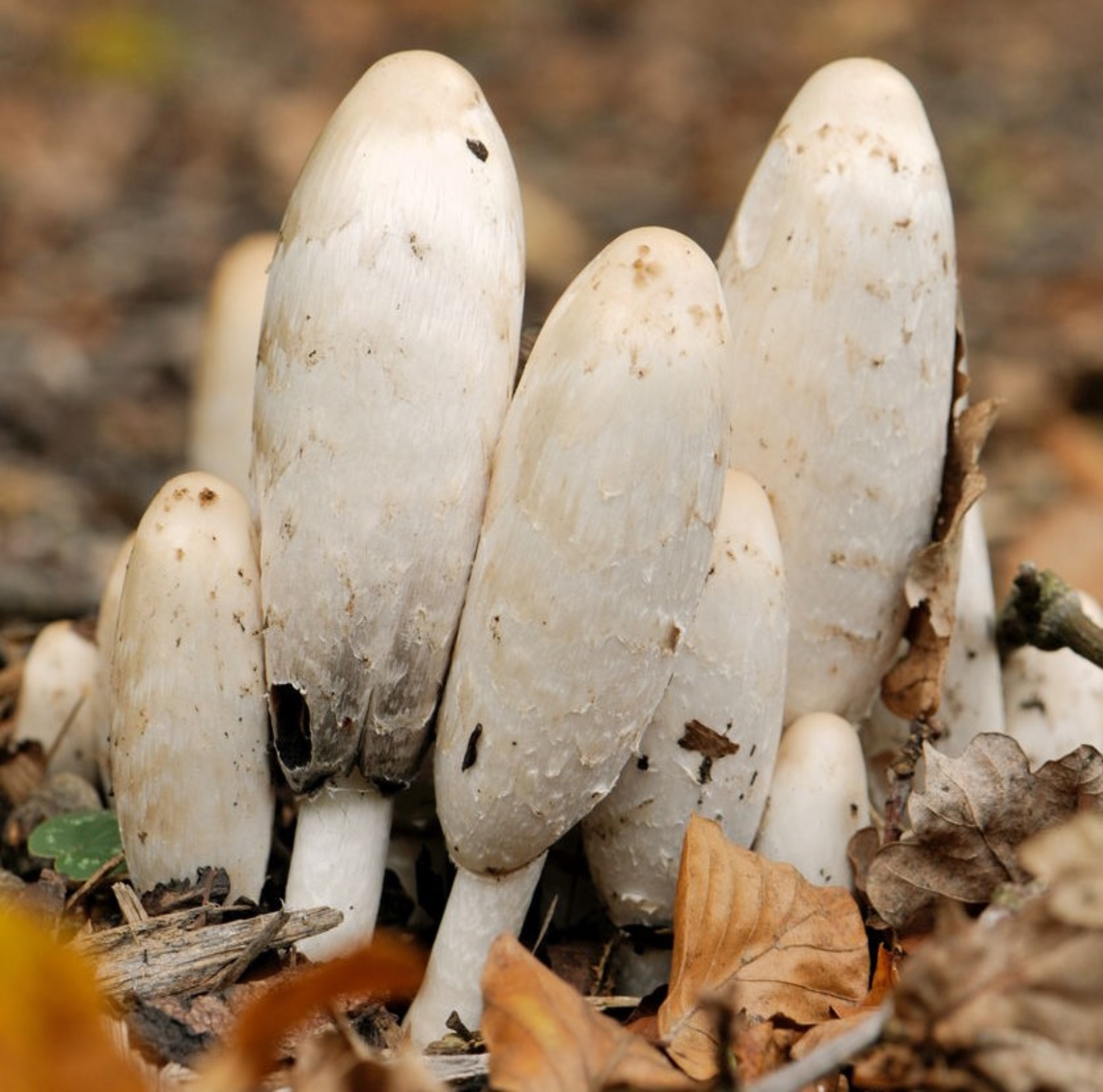 Shaggy ink caps (Coprinus comatus) on leaf litter. Oval-shaped, all white mushroom stalk and cap.
