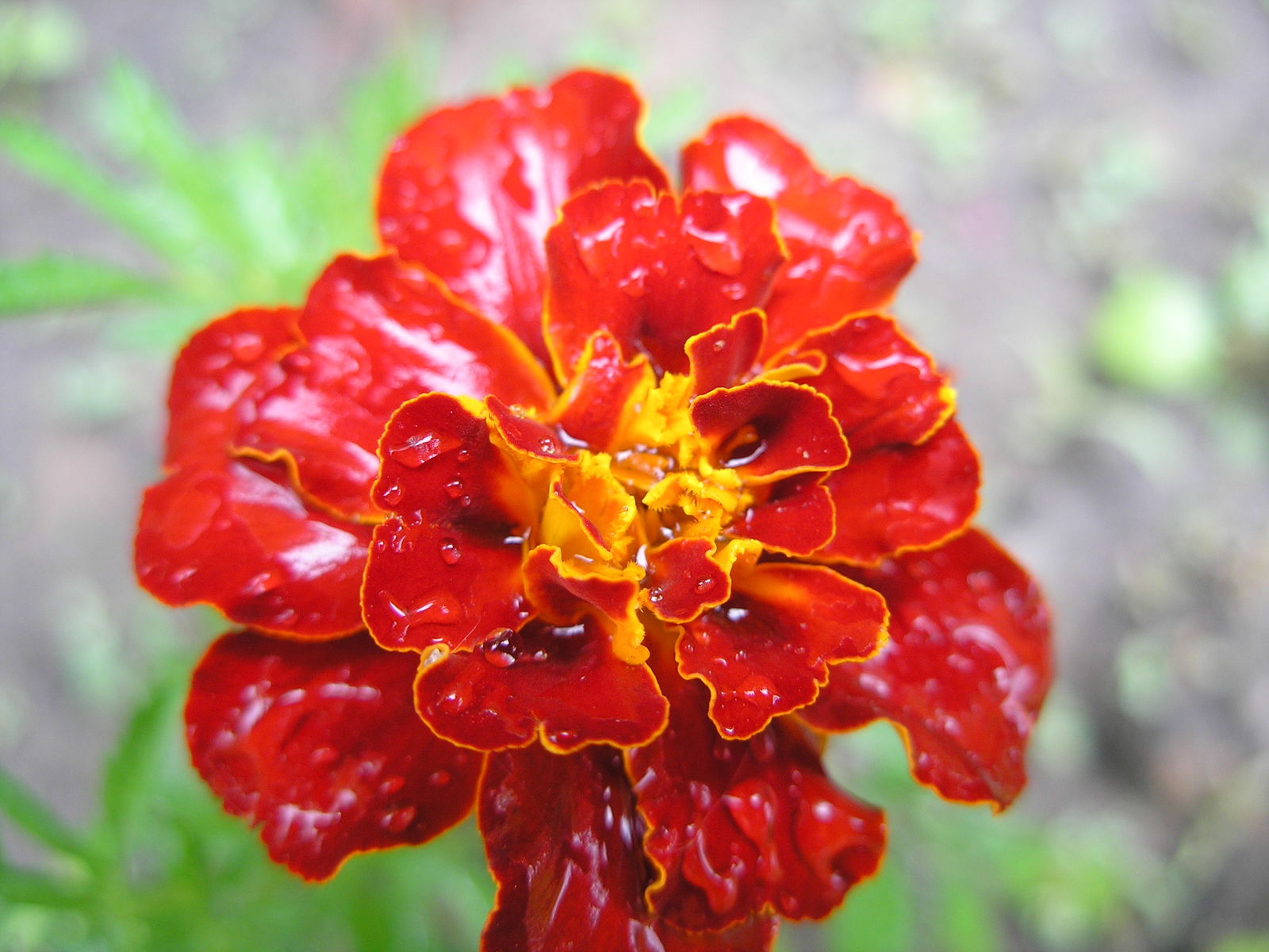 Bright red and orange Mexican marigold flower