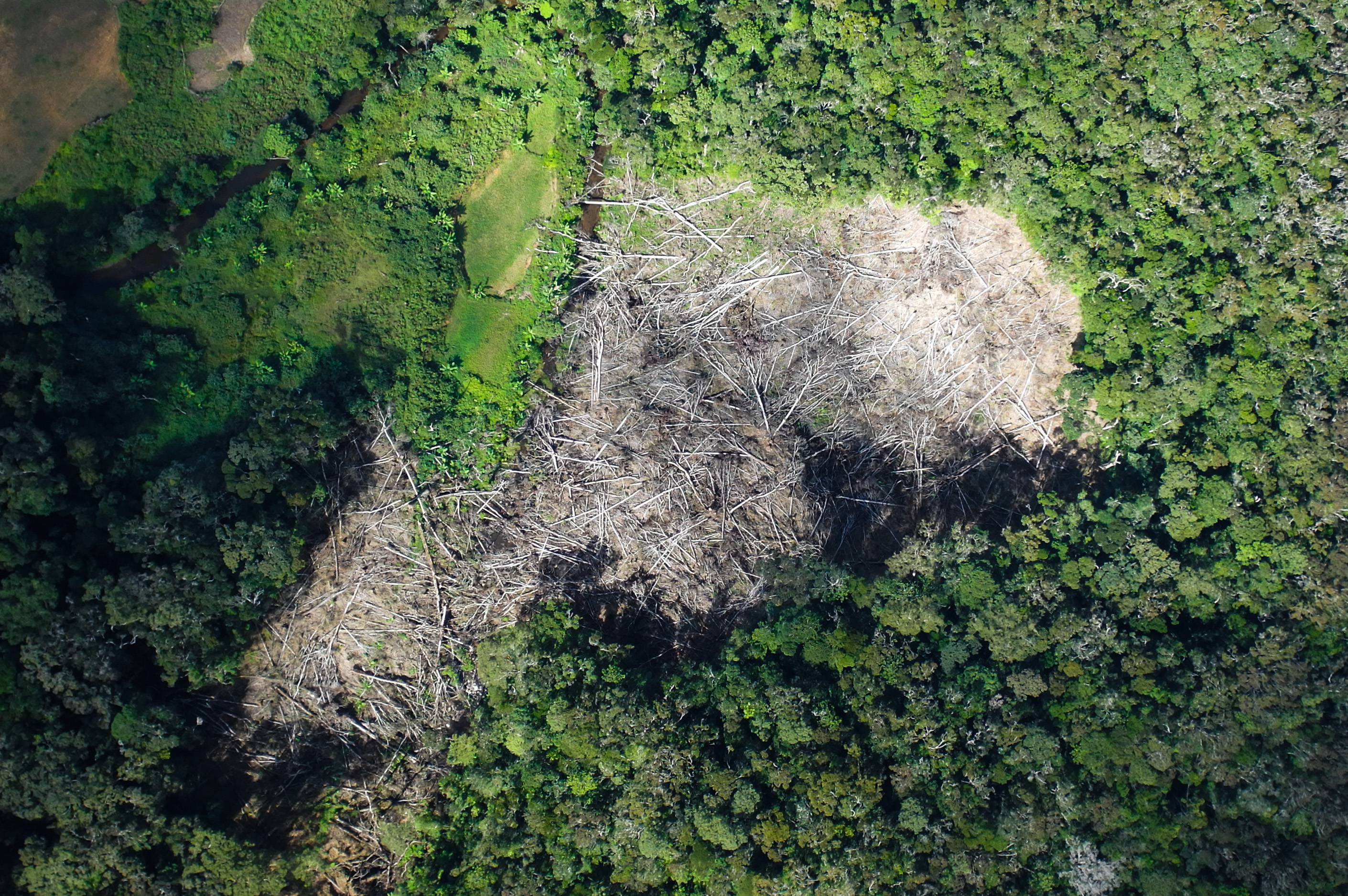 Illegal deforestation in Madagascar 