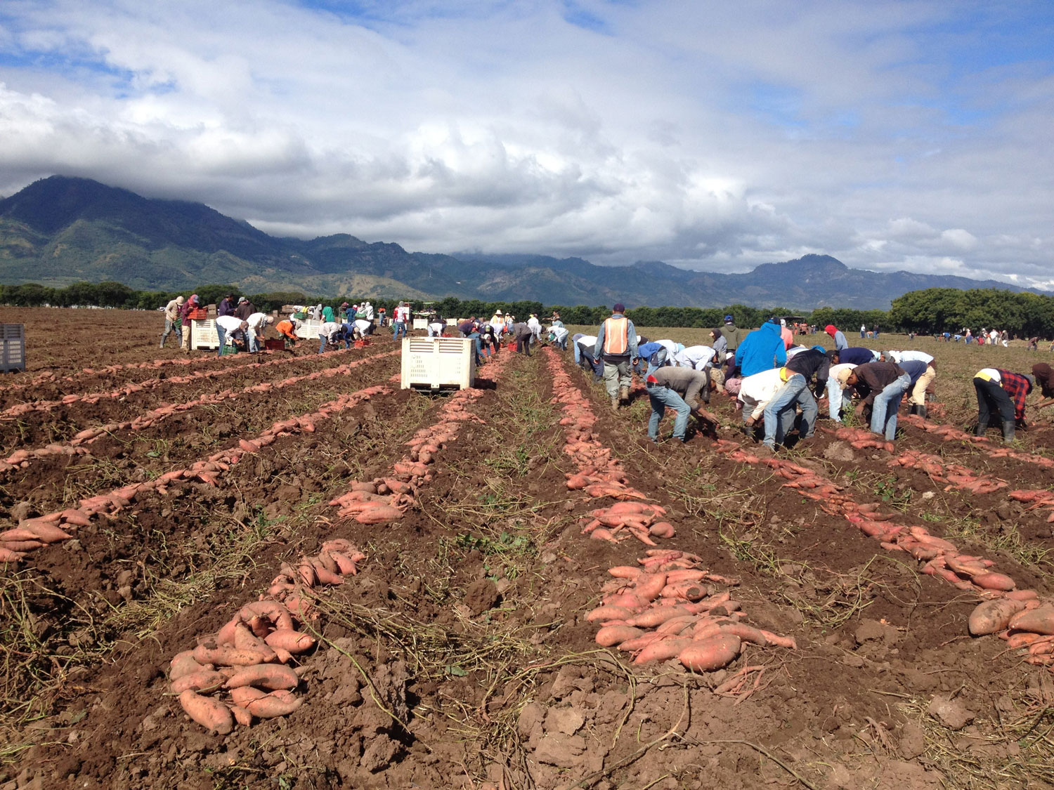 Field of sweet potatoes being harvested by hand by a lot of people